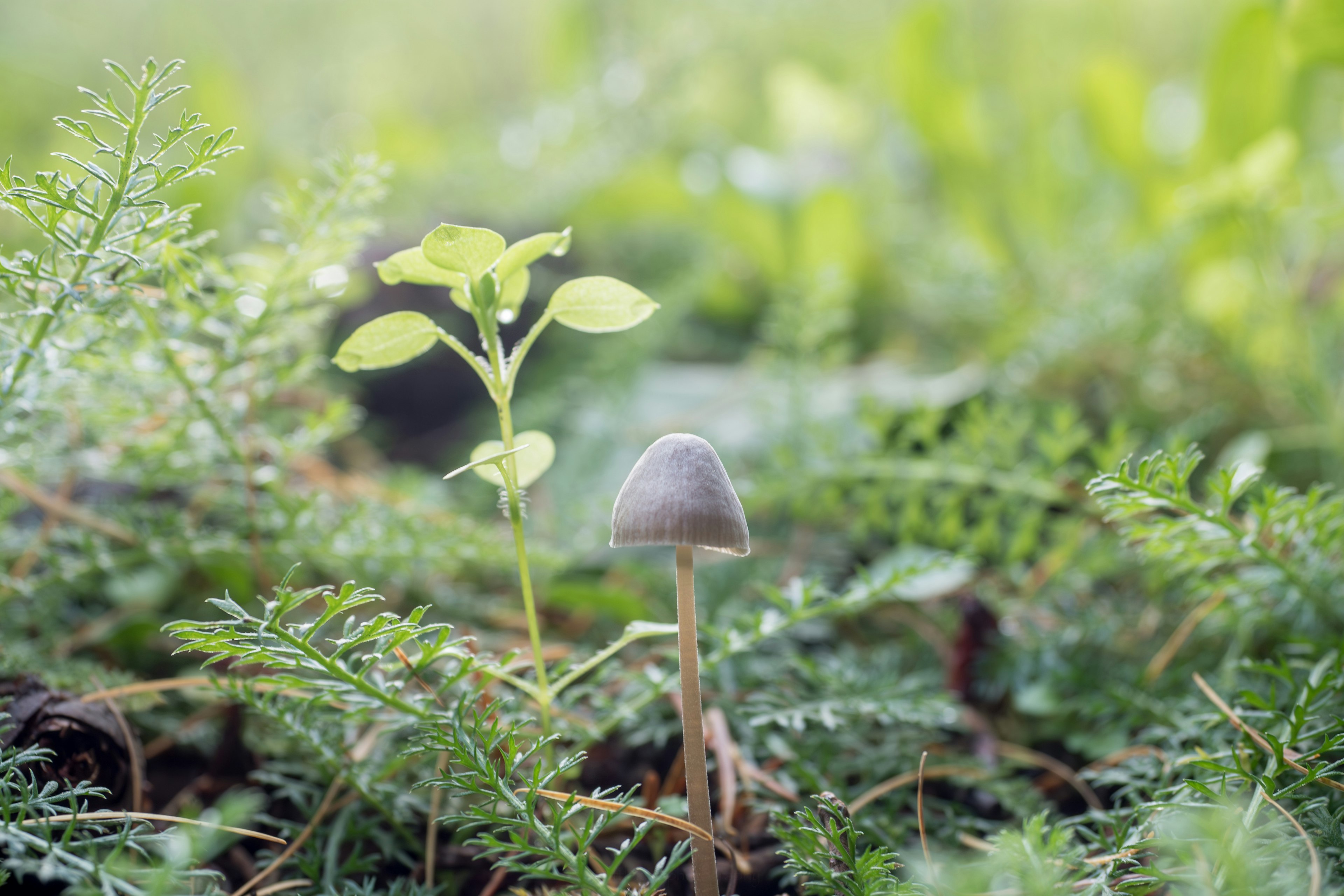 Pequeño hongo y planta joven creciendo entre hojas verdes