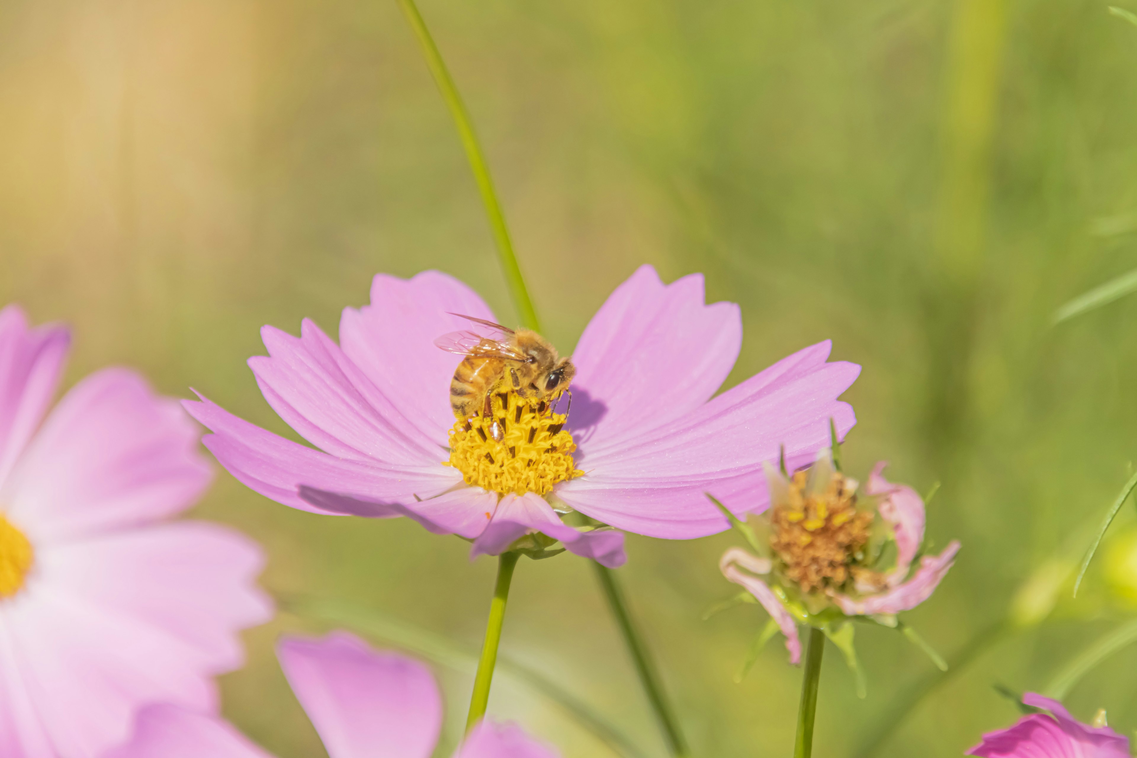 Gros plan d'une fleur de cosmos rose avec une abeille