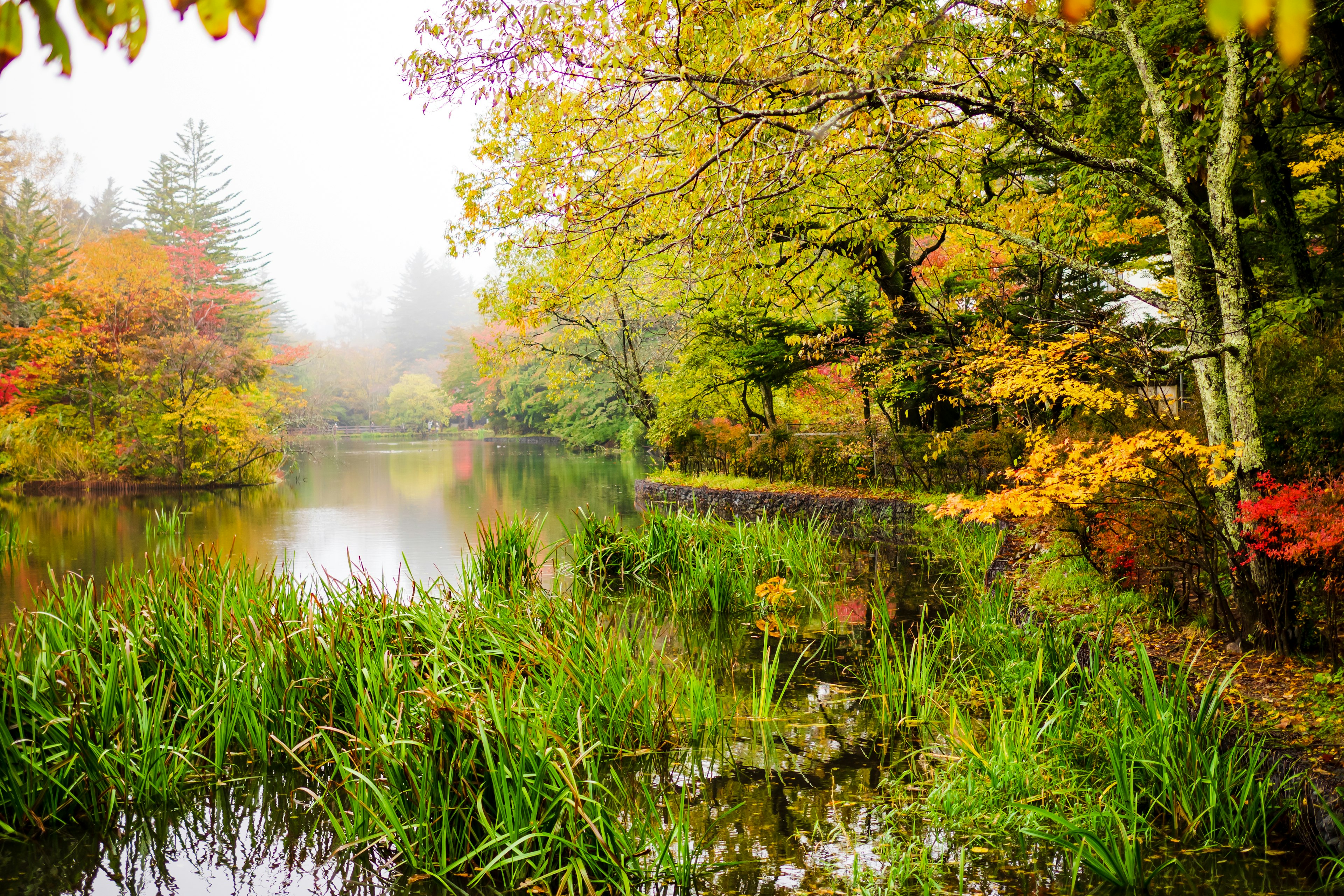 Paysage automnal brumeux avec un lac serein entouré d'arbres colorés et d'herbes luxuriantes