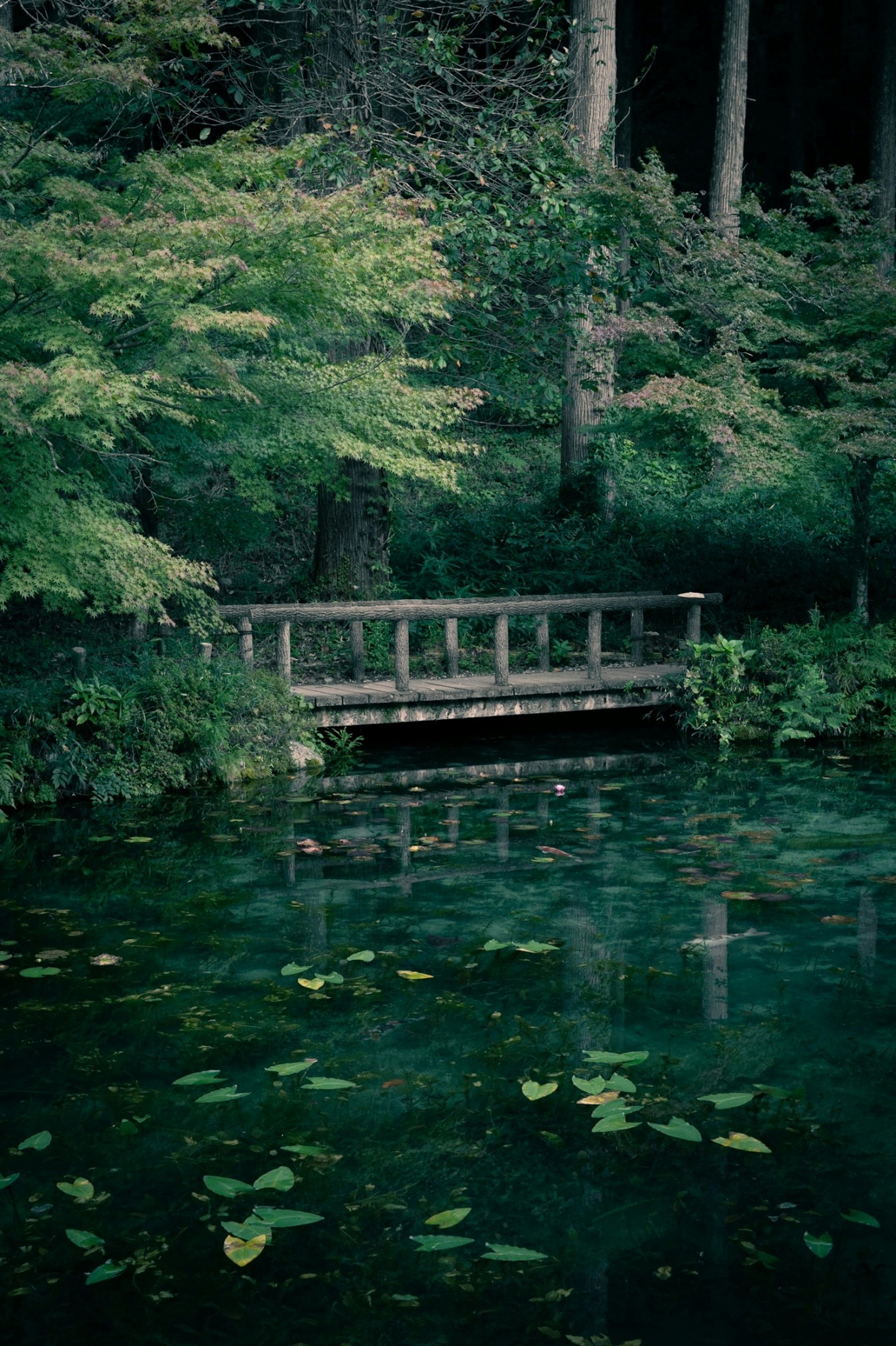 Eine Holzbrücke über einen ruhigen Teich umgeben von üppigem Grün