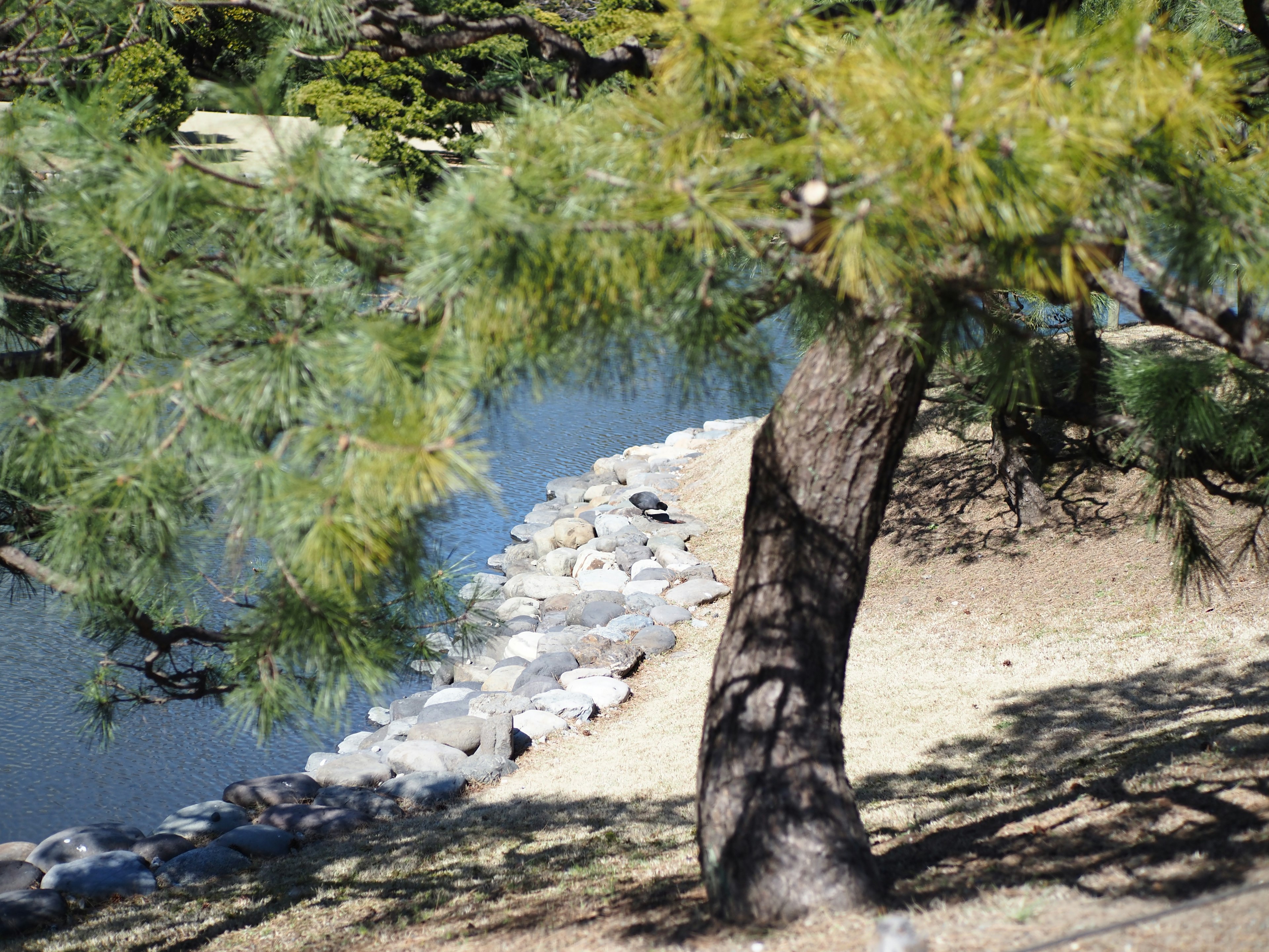 Kiefer am Fluss mit einem Steinwehr