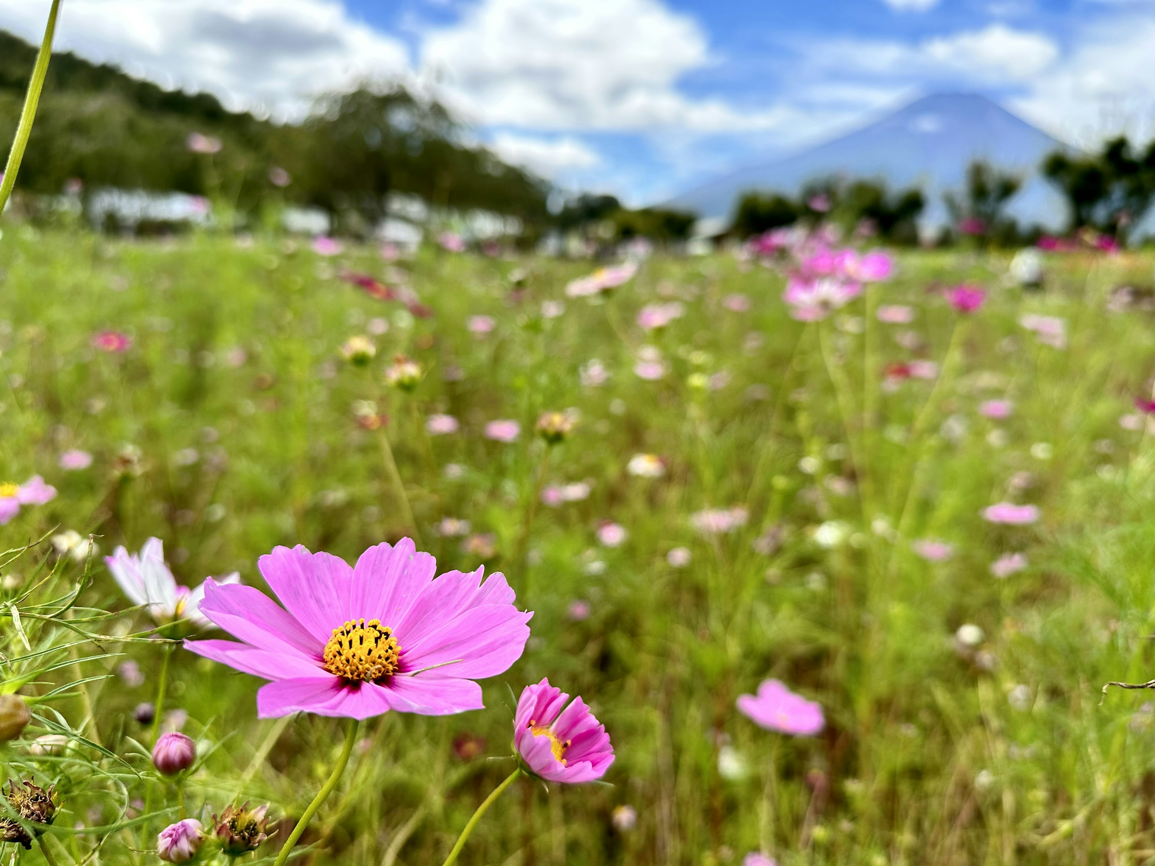 美しいピンクのコスモスの花が咲き誇る風景と青空