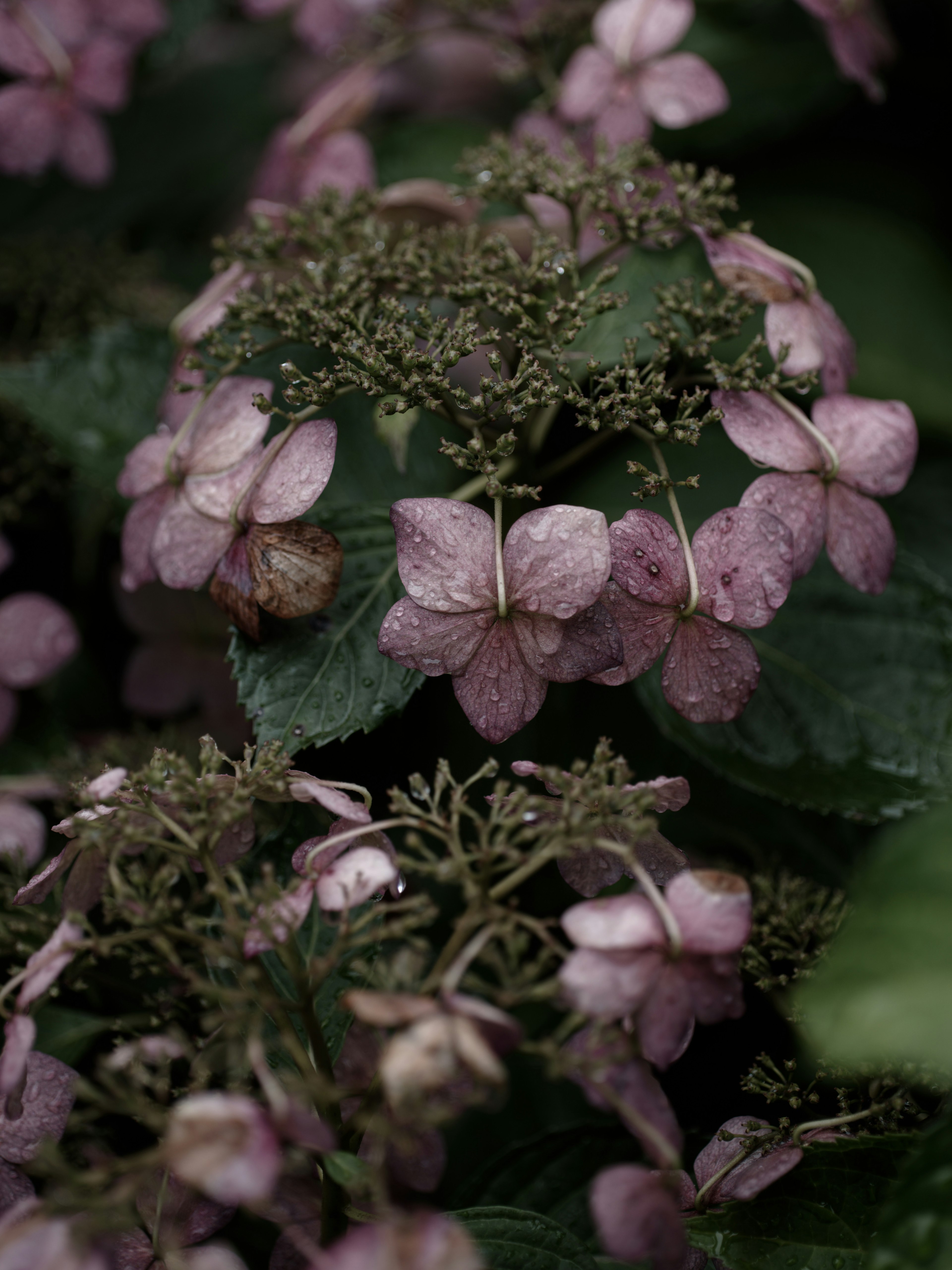 淡い紫色の花と緑の葉の組み合わせが美しい植物のクローズアップ