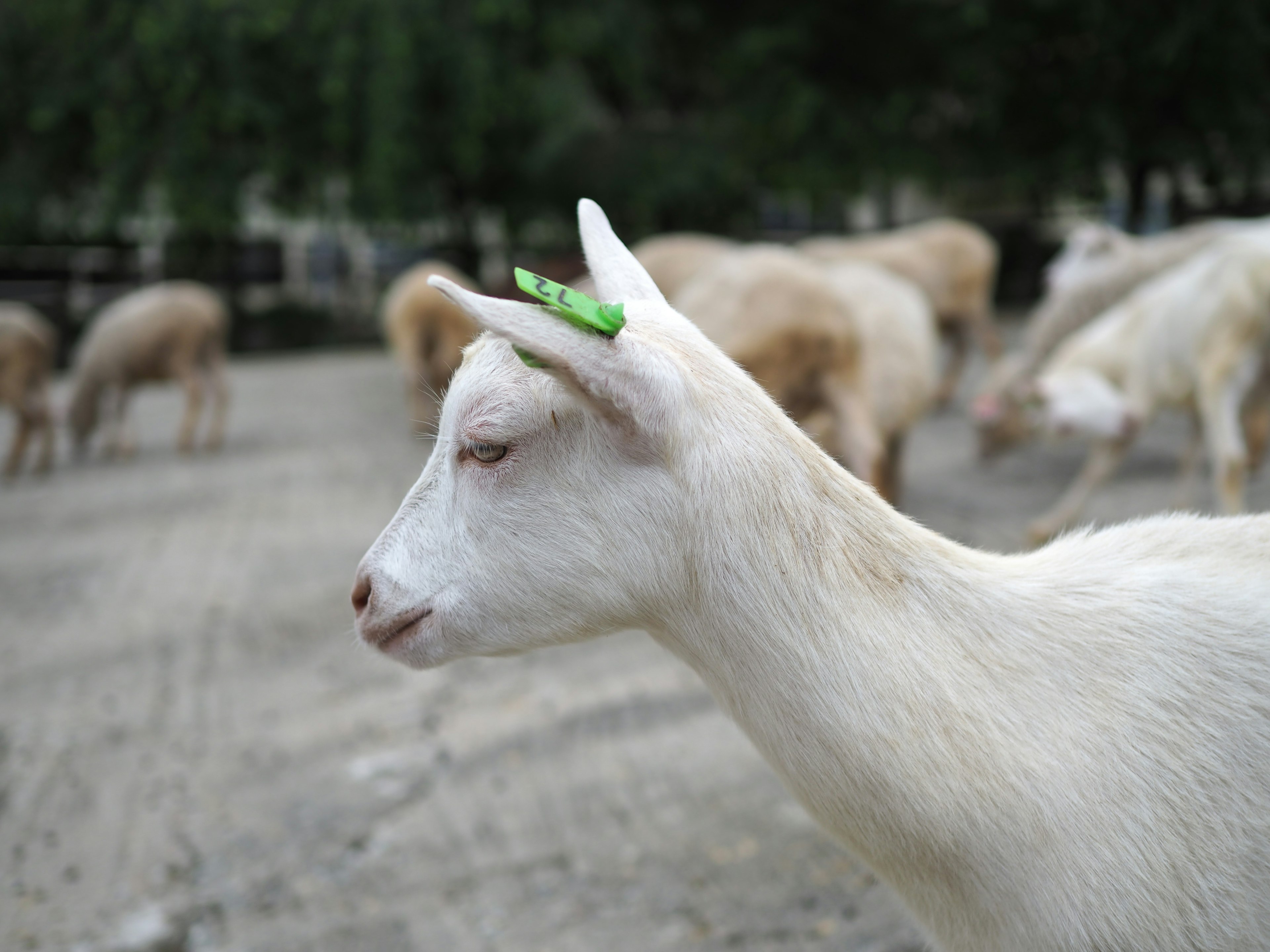 A white goat with a green object on its horn in a farm setting