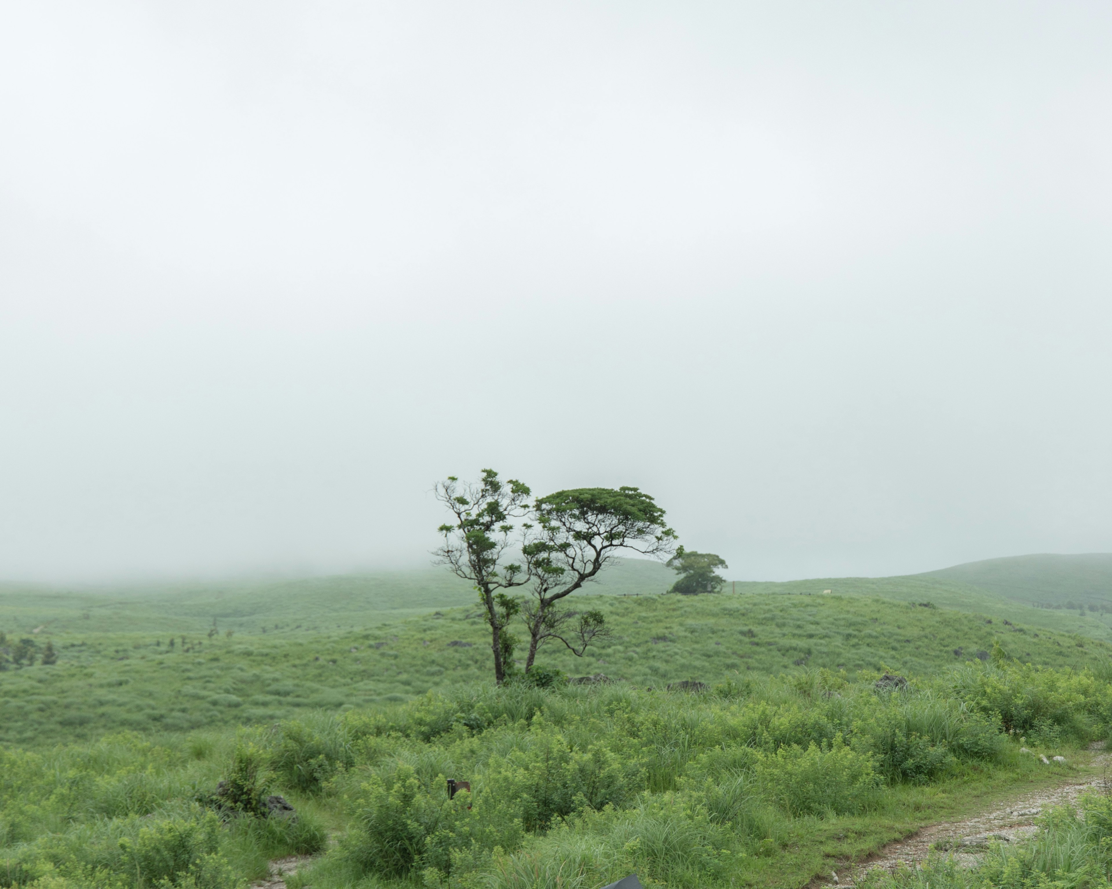 A solitary tree on green hills shrouded in fog