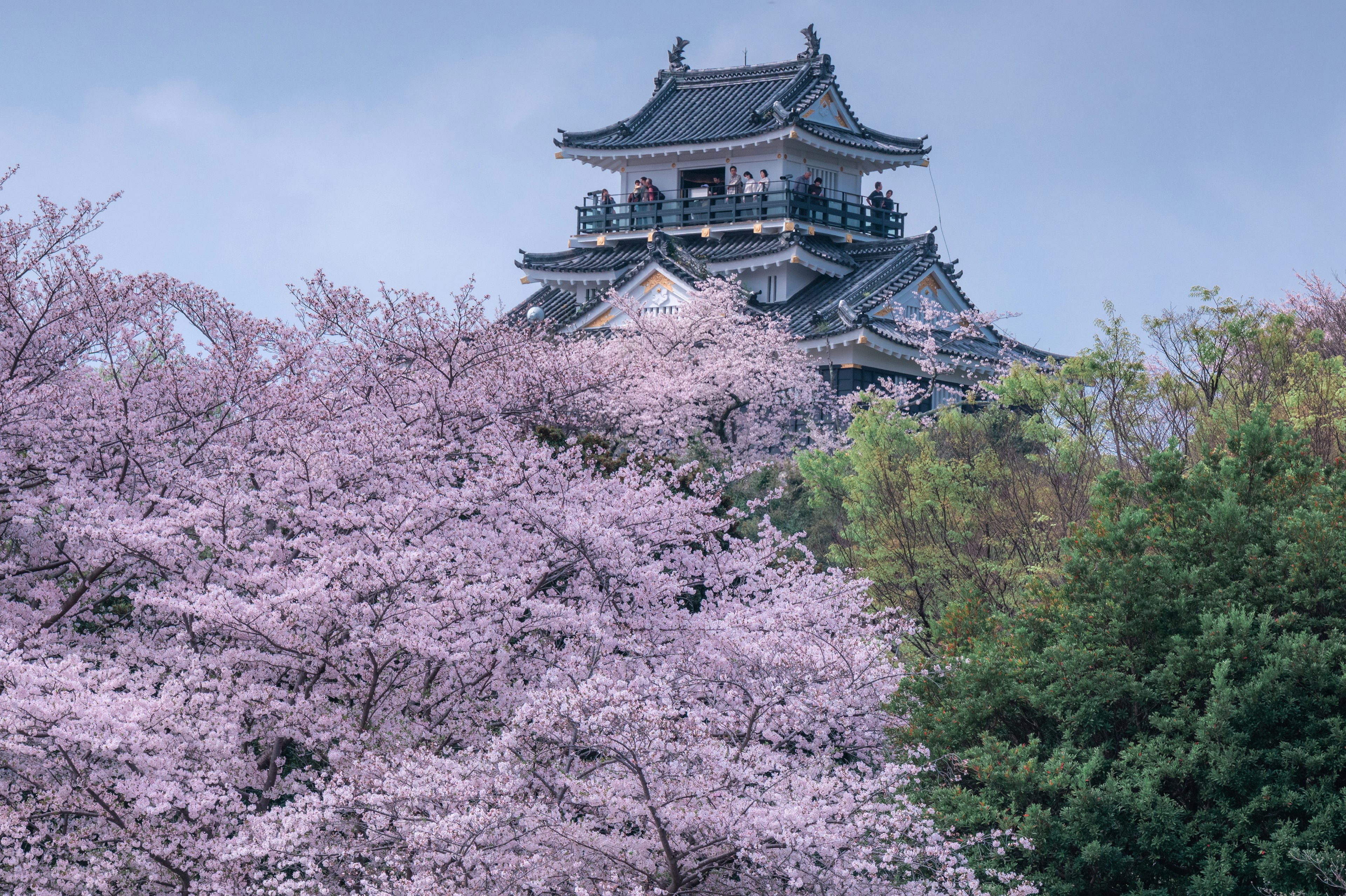 桜の木の前にある城の美しい風景