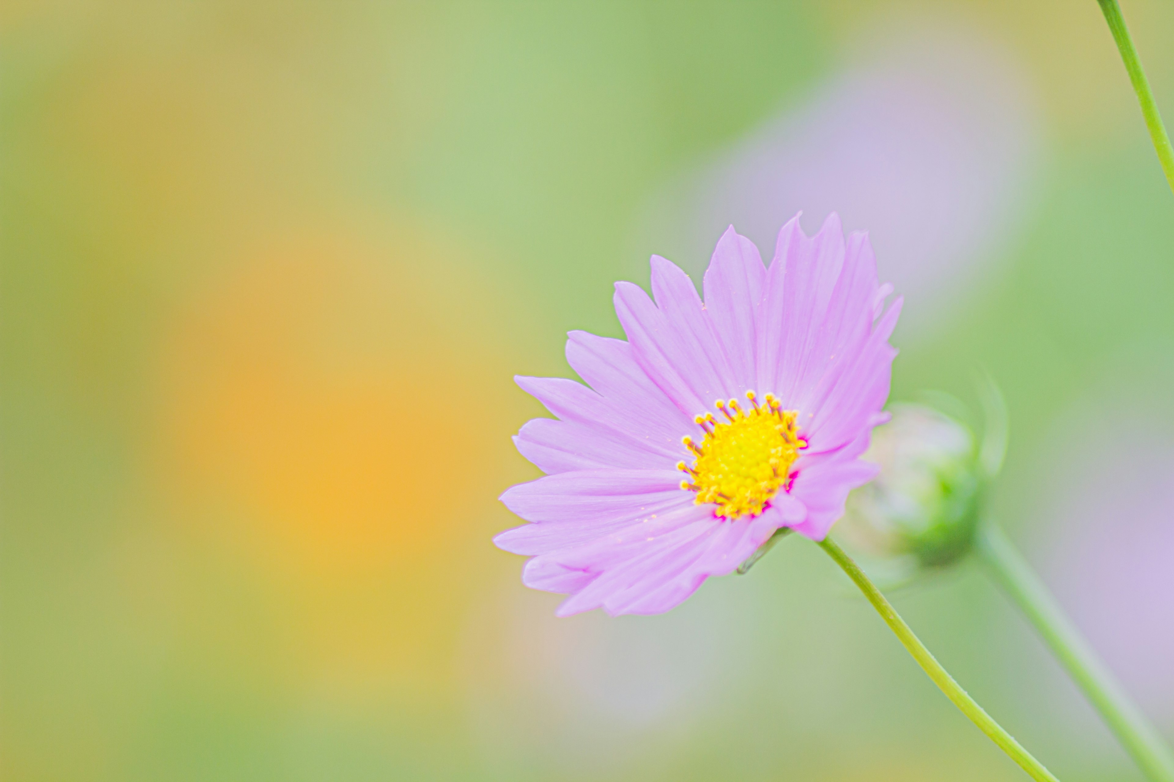 Un fiore rosa chiaro con un centro giallo su uno sfondo colorato sfocato