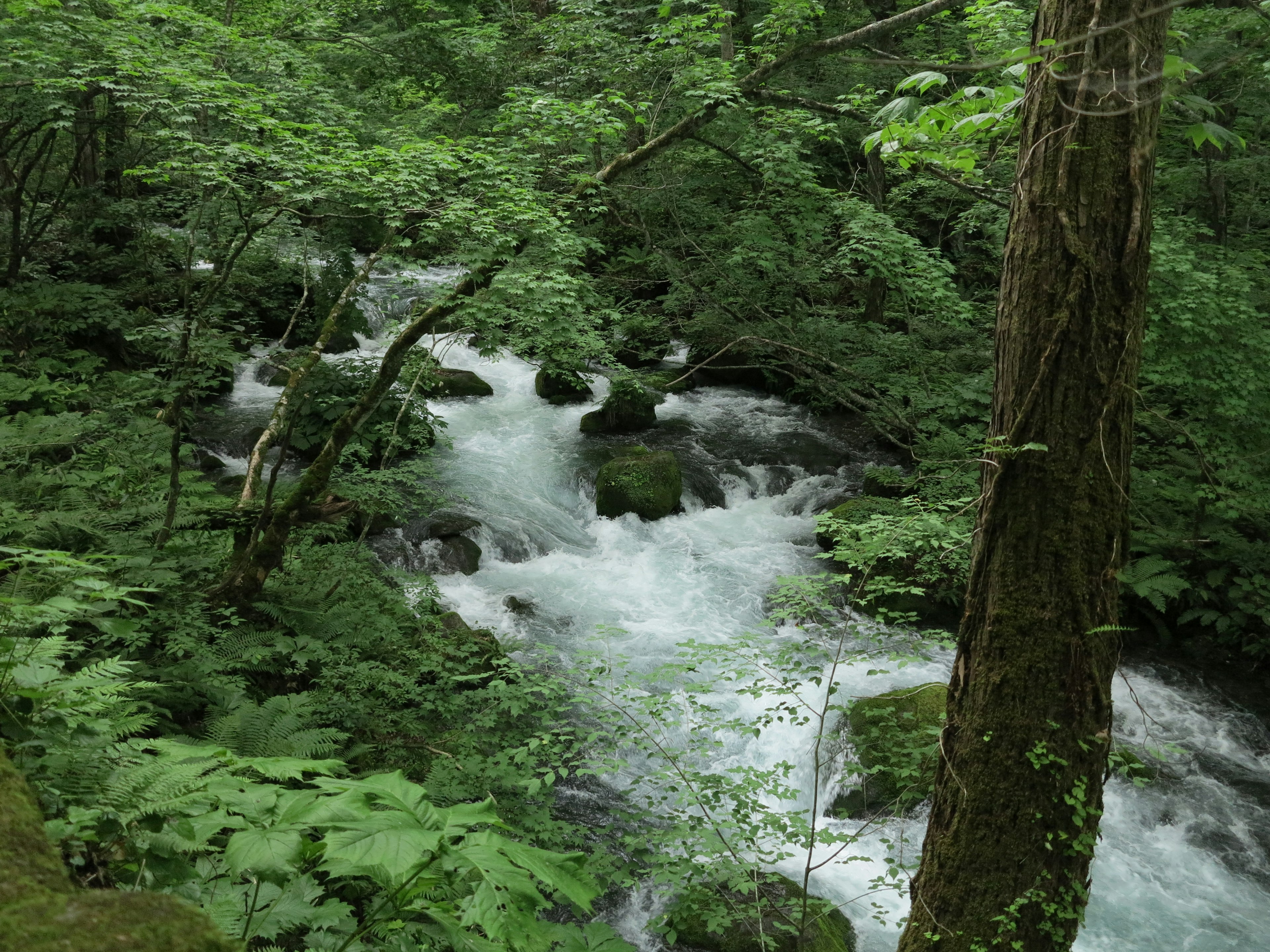 郁郁葱葱的森林中流淌的清澈溪流的美景