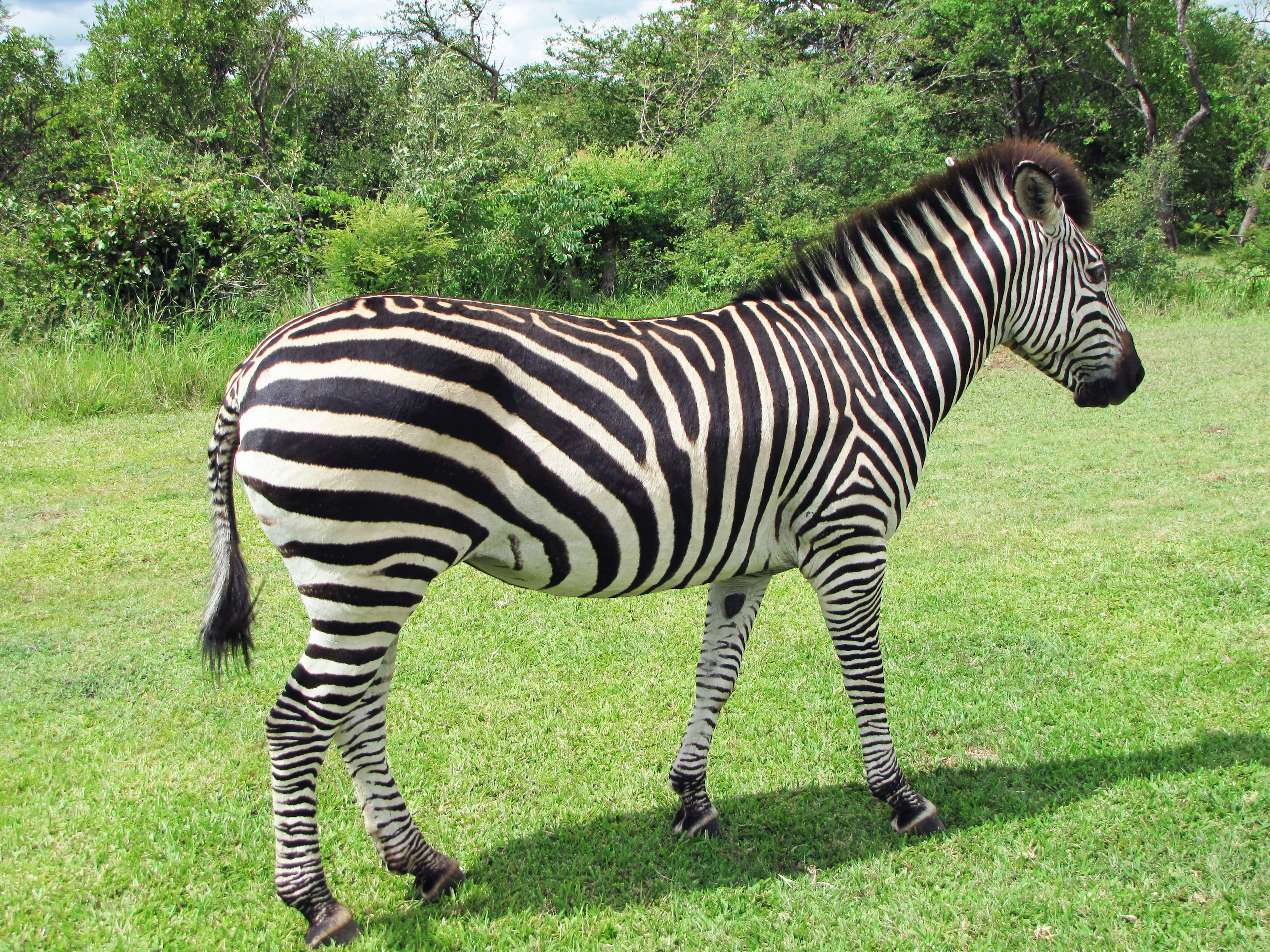 Vista laterale di una zebra su un prato con sfondo verde