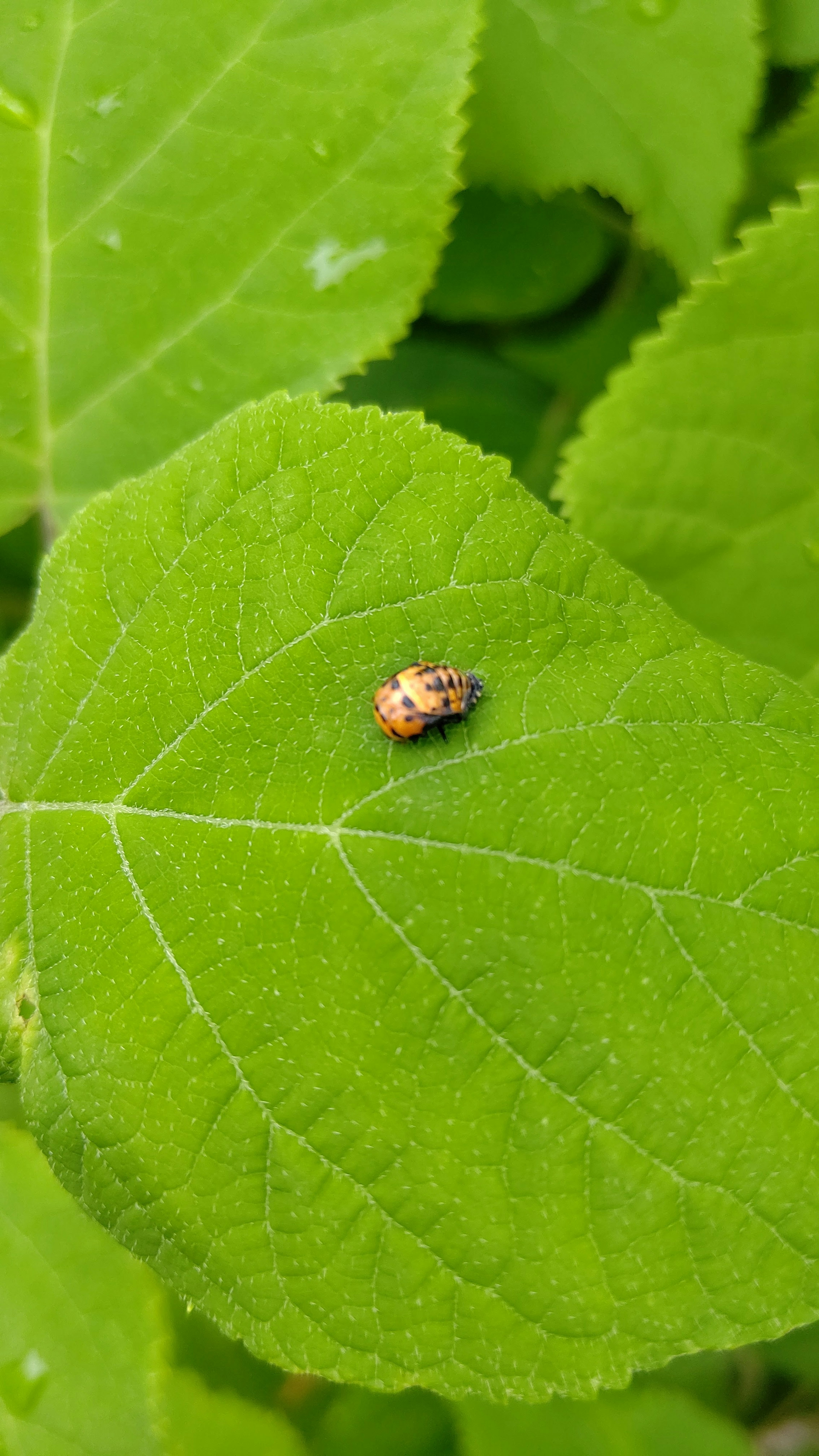 Nahaufnahme eines kleinen Insekts auf einem grünen Blatt