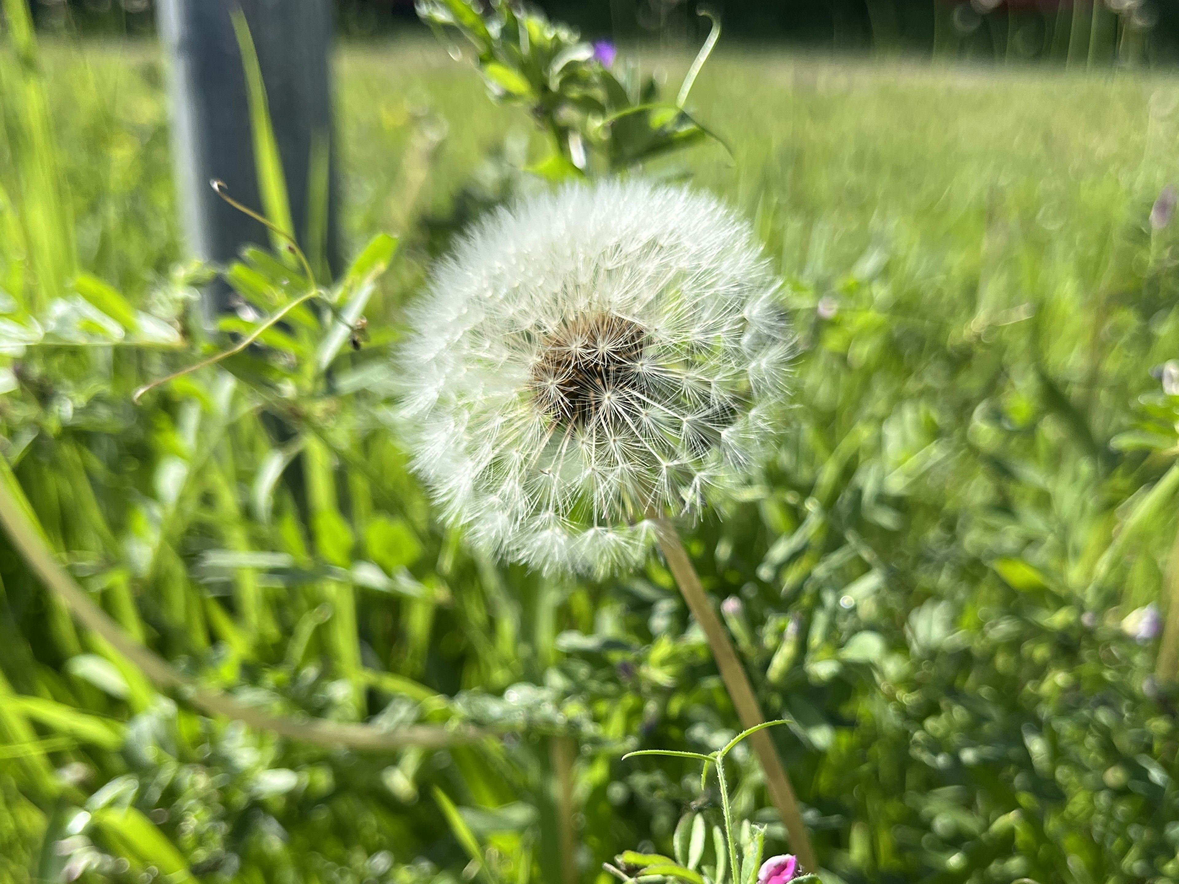 Un pissenlit en boule de duvet brillant dans une prairie verte