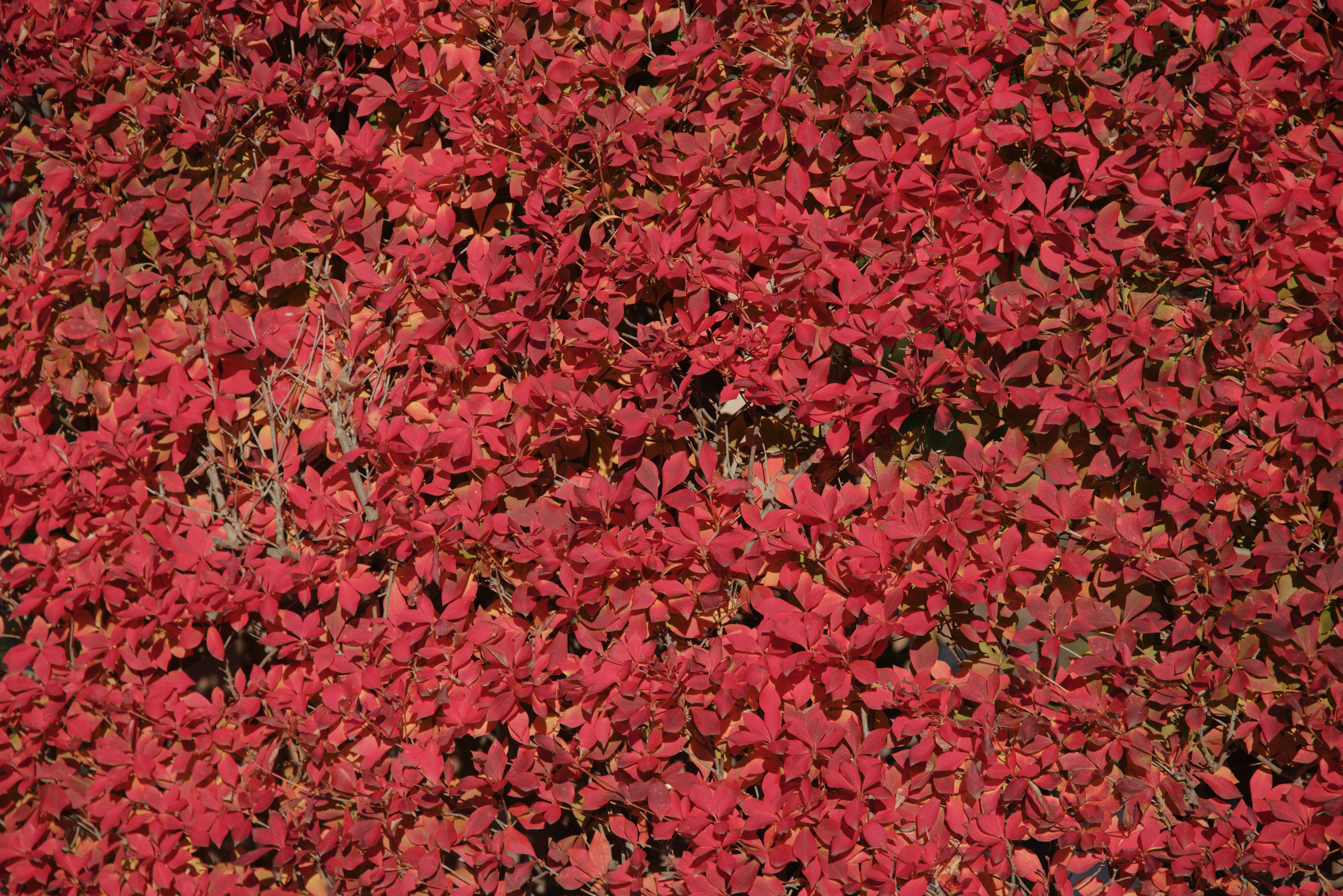 Feuilles rouges vibrantes couvrant densément une surface