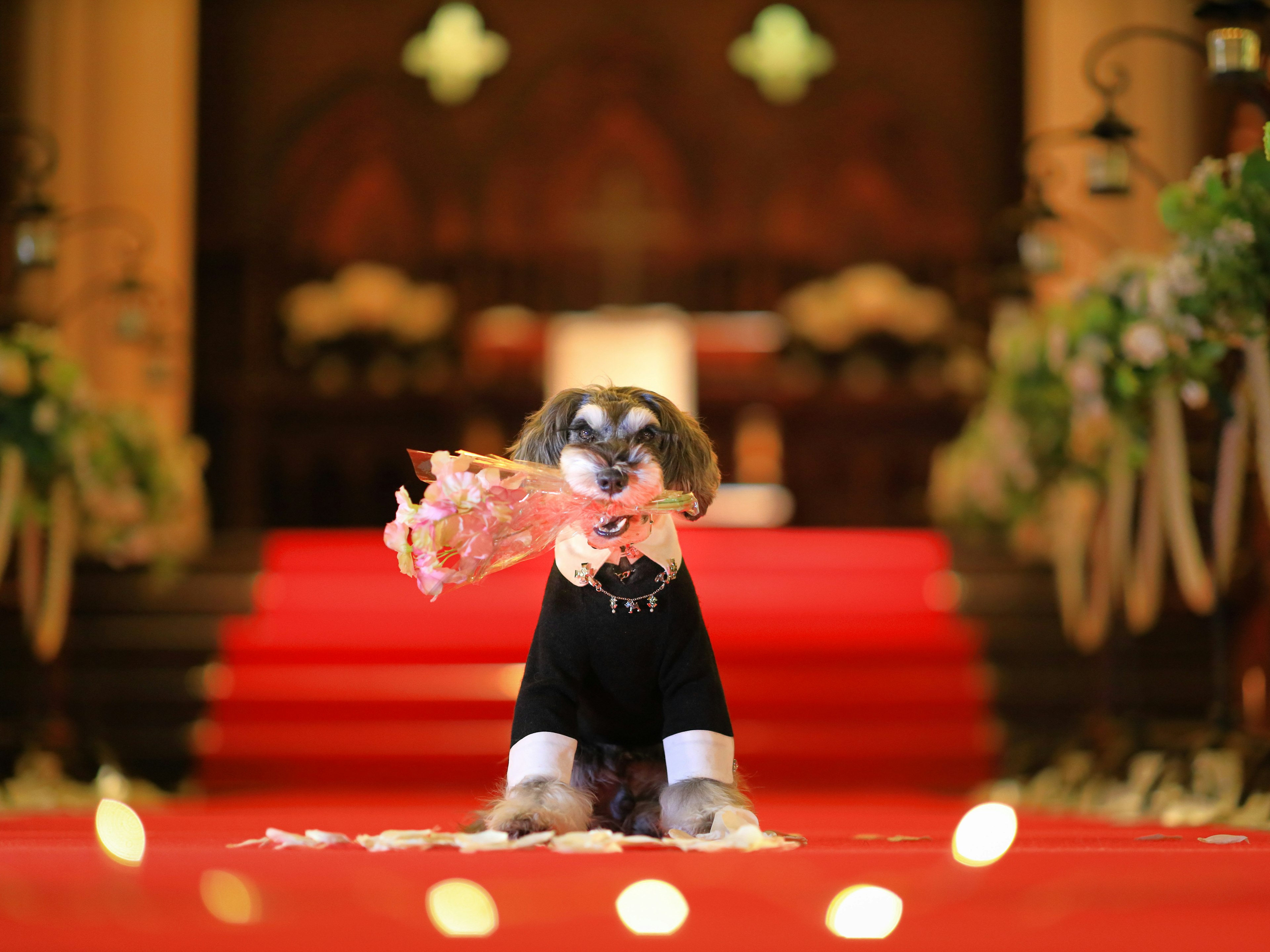 A dog in a black tuxedo holding a bouquet in a wedding venue