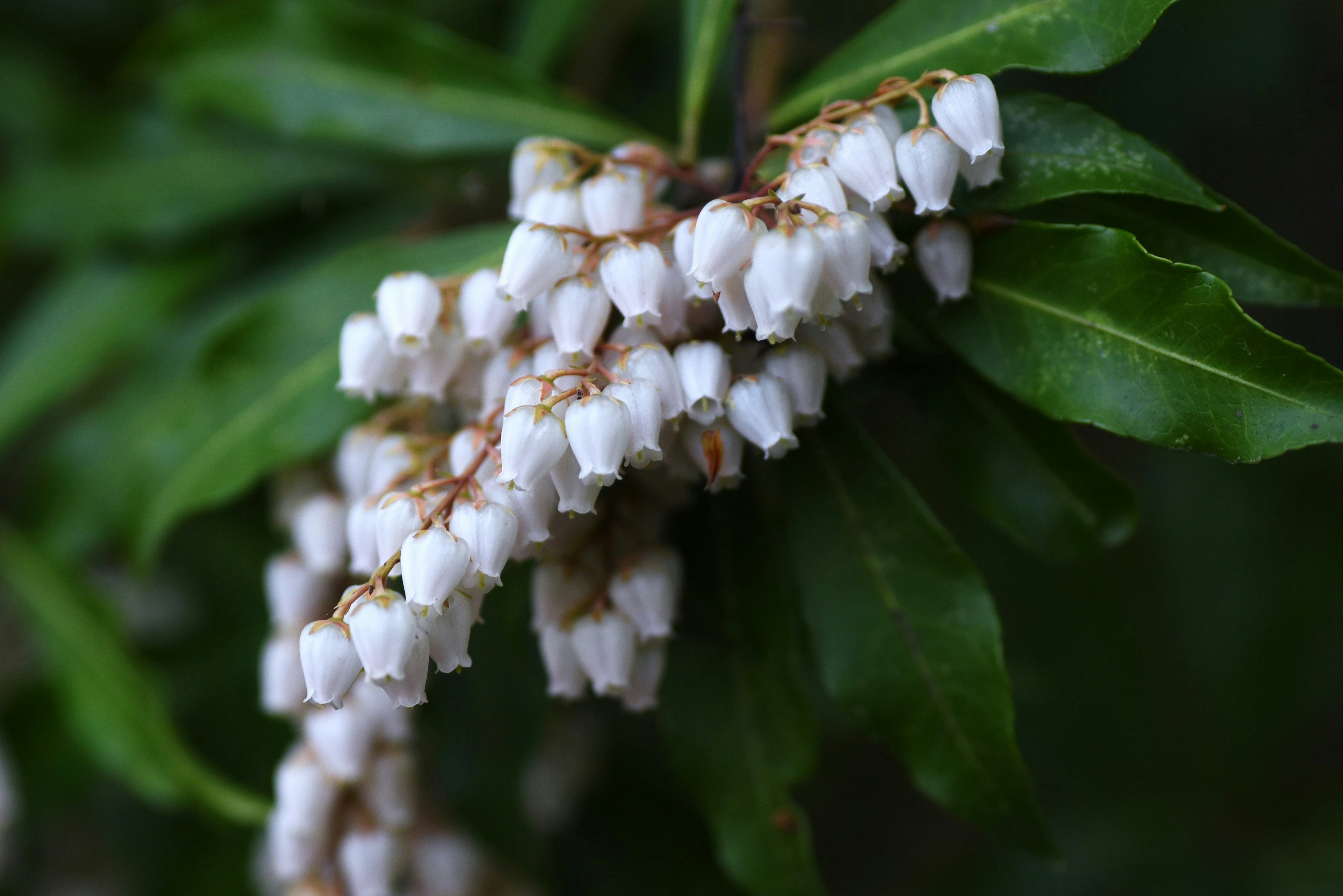 Nahaufnahme einer Pflanze mit weißen Blumen und grünen Blättern