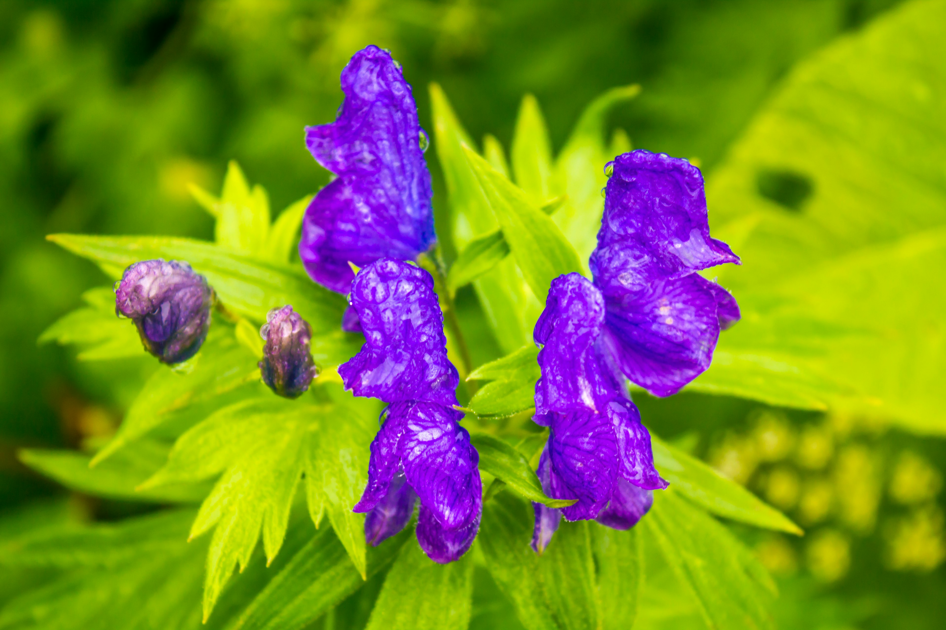 特写的植物，紫色花朵和绿色叶子