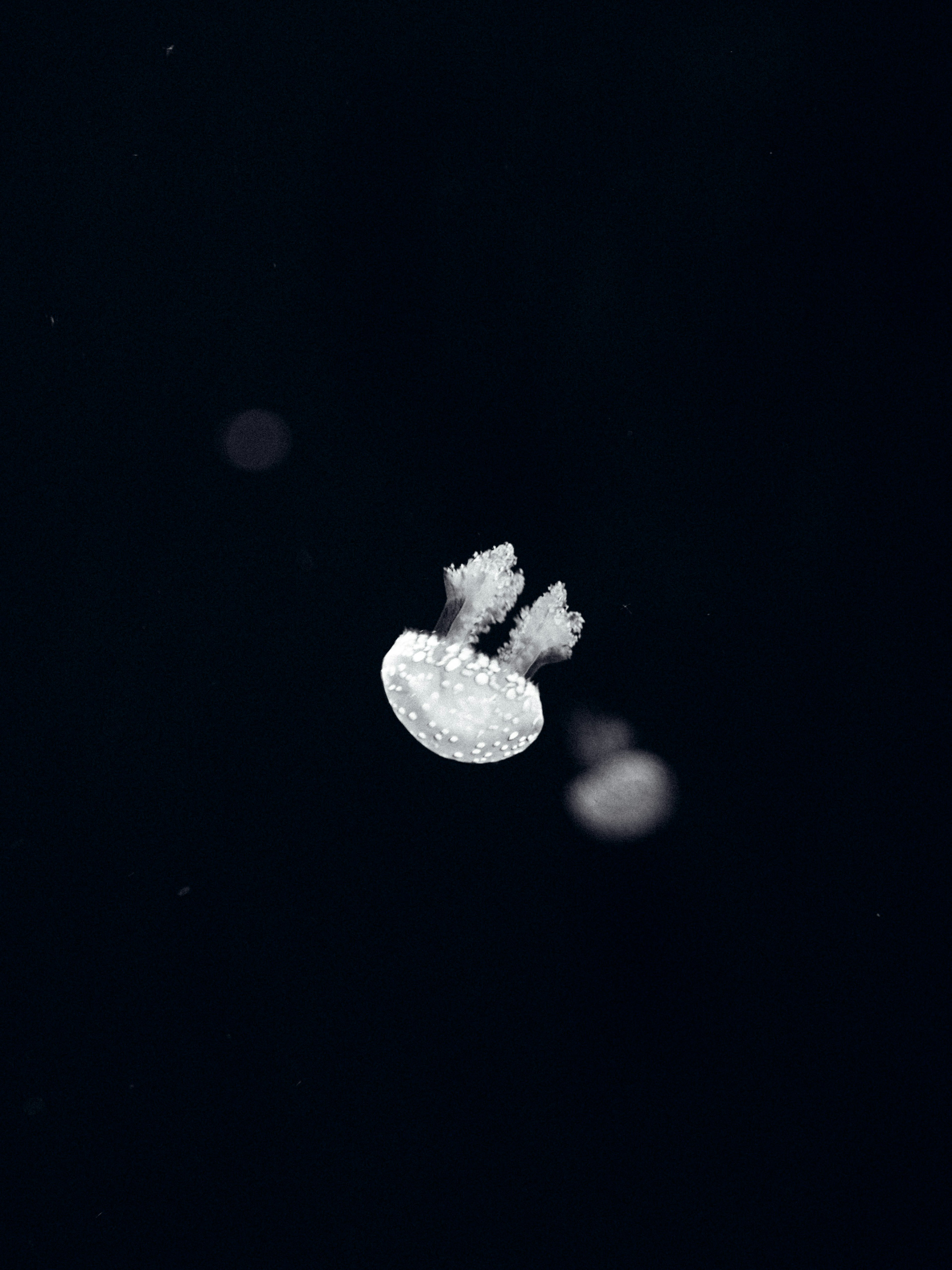 Imagen de una medusa blanca flotando sobre un fondo oscuro