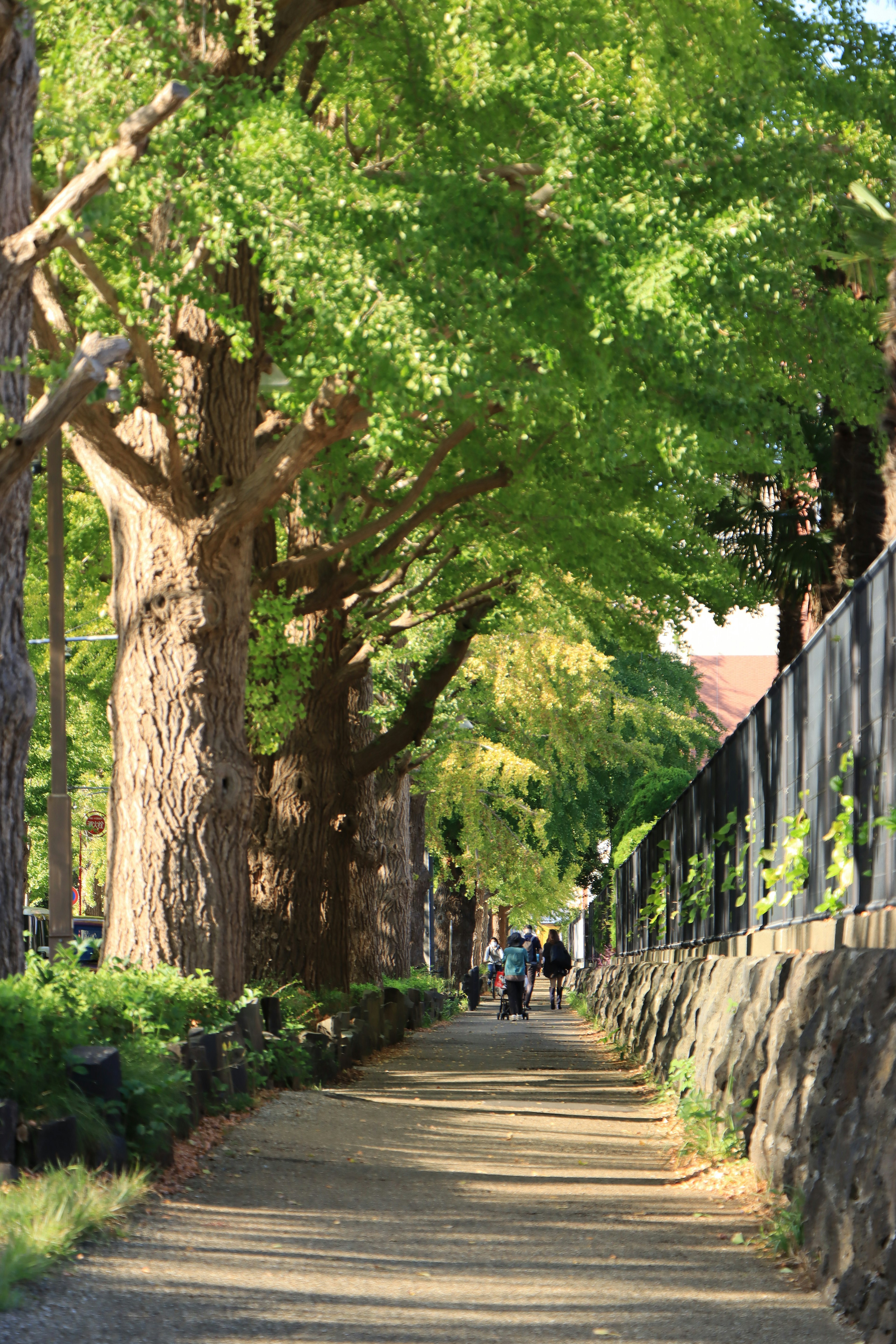 Un sentiero tranquillo fiancheggiato da alberi verdi e persone che camminano