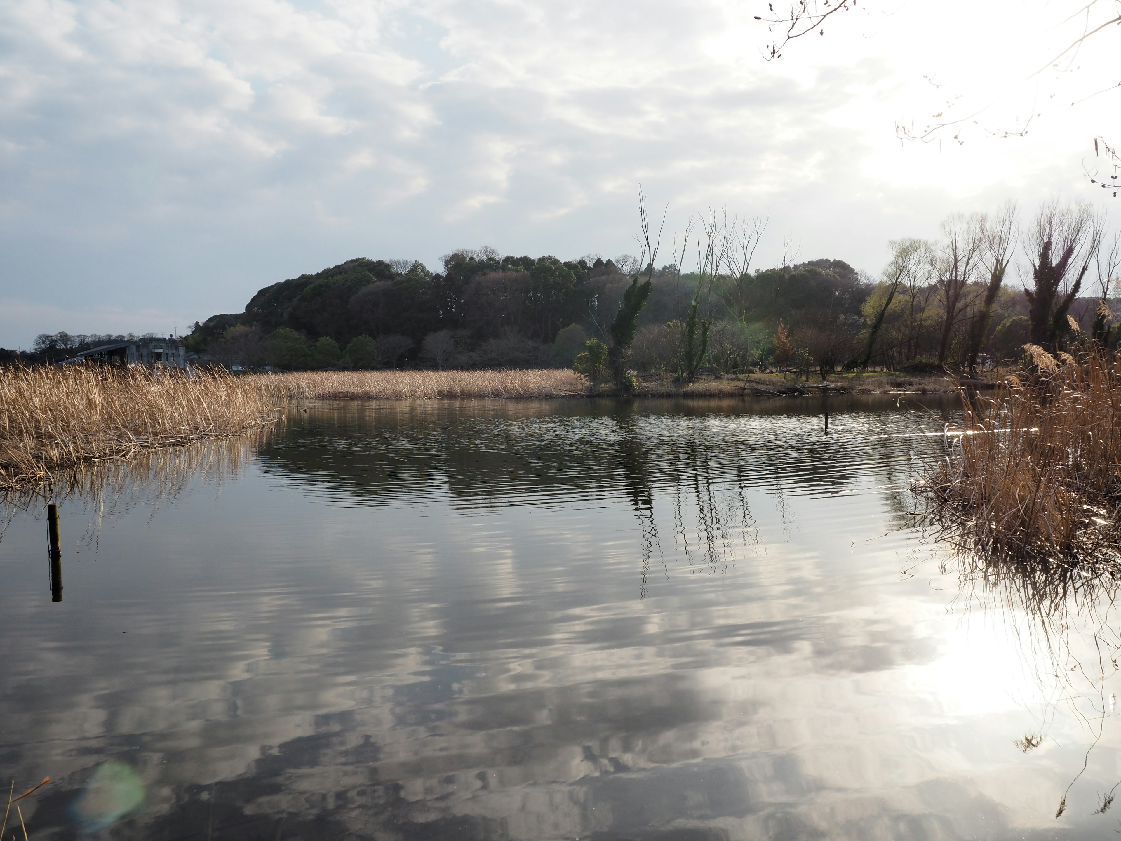 Serene lake reflecting the calm sky with reeds on the shore