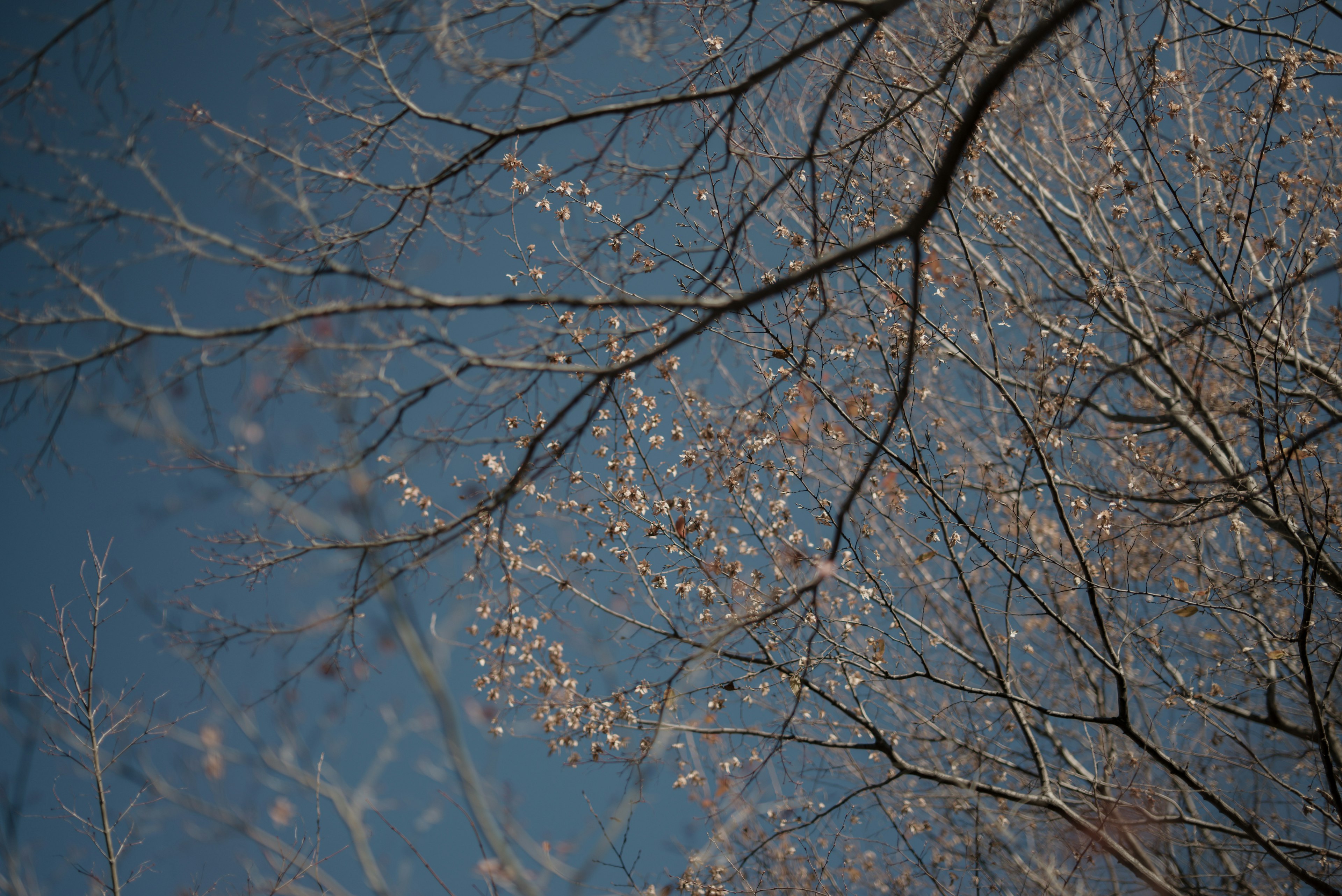 Delicate branches and sparse leaves against a blue sky