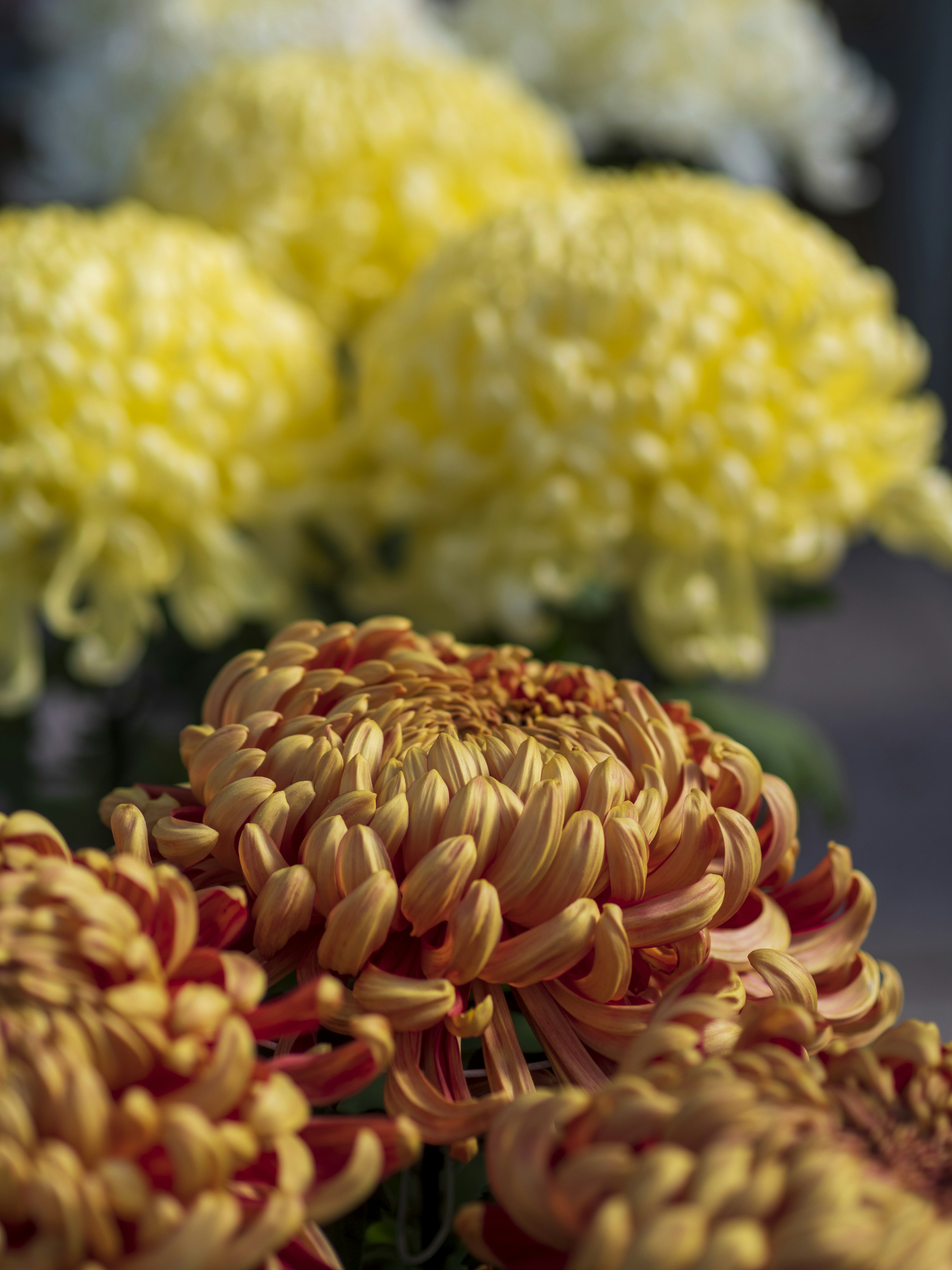 Crisantemi rossi e gialli vivaci in primo piano con uno sfondo sfocato di fiori gialli