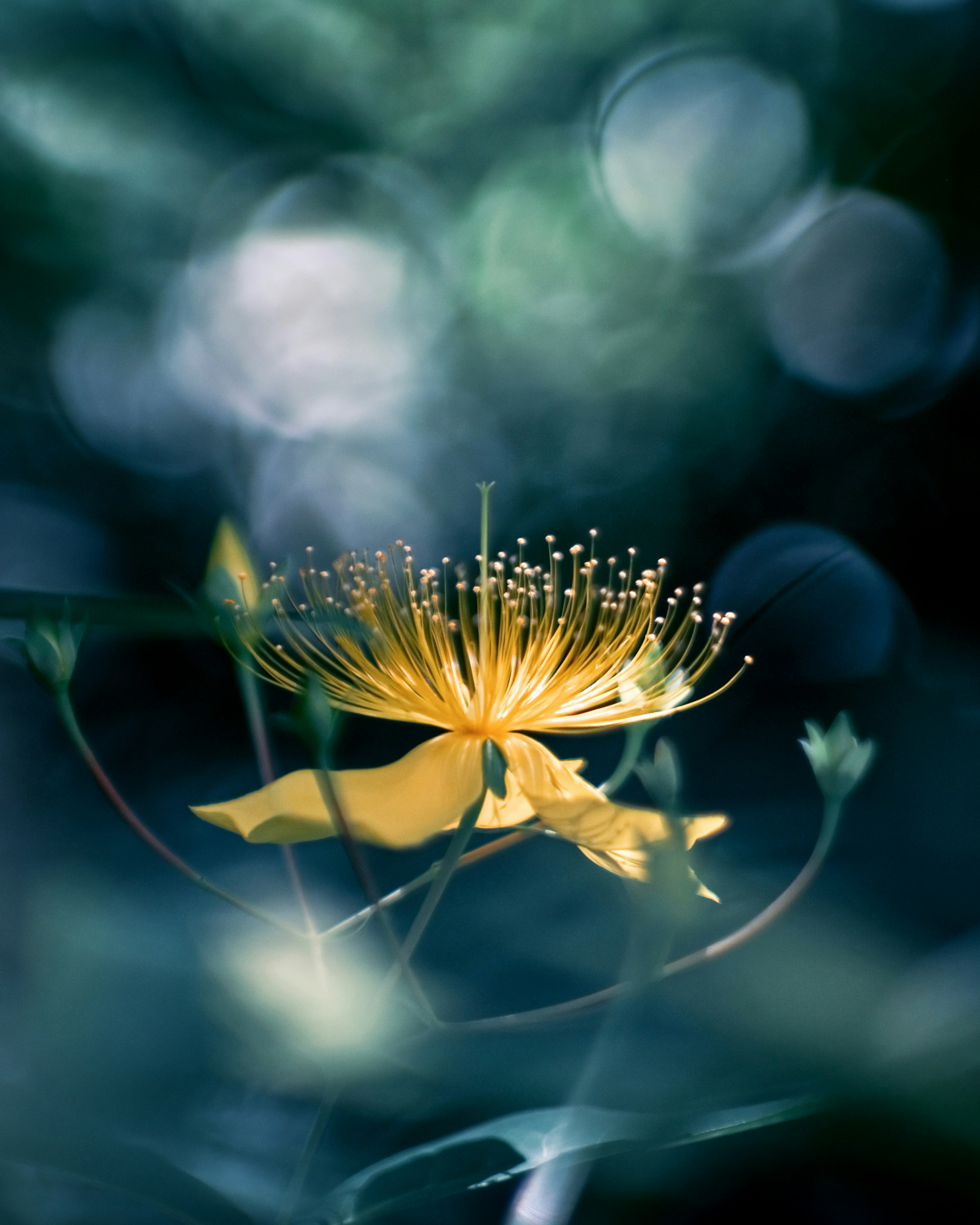 Un fiore giallo vibrante spicca su uno sfondo blu con un effetto bokeh morbido