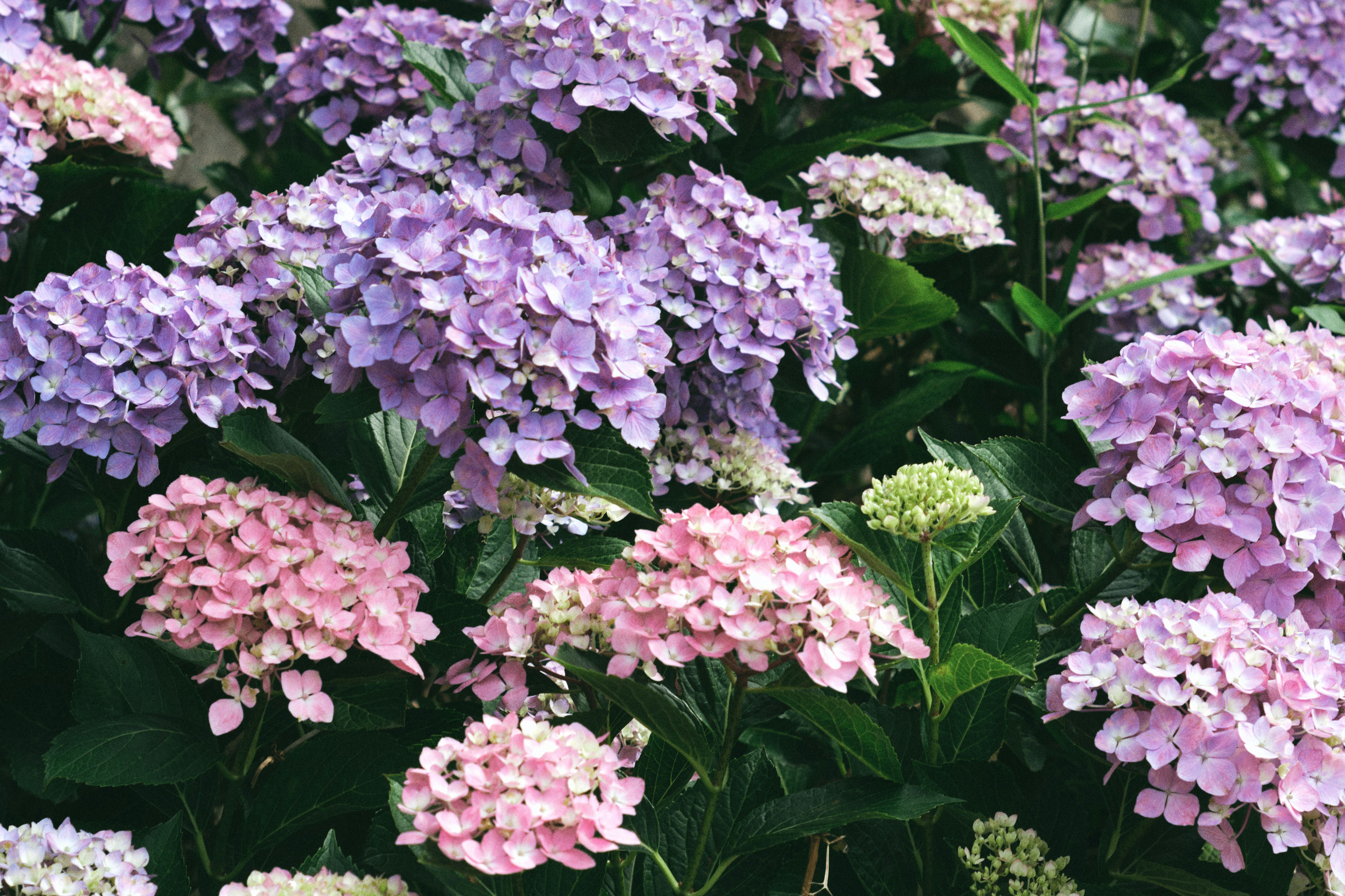 A garden scene featuring blooming purple and pink hydrangea flowers