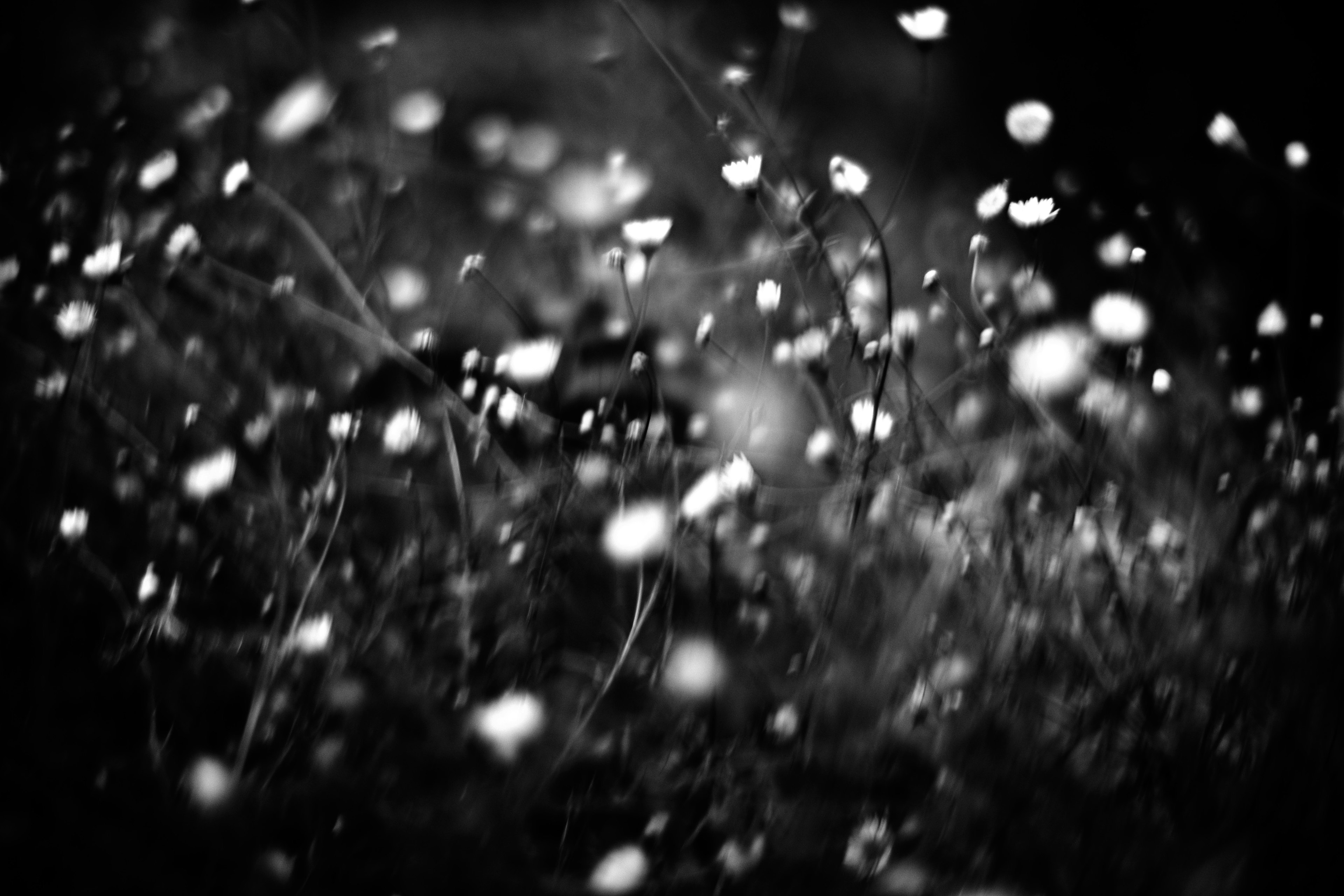 Blurred monochrome image of white dots on grass