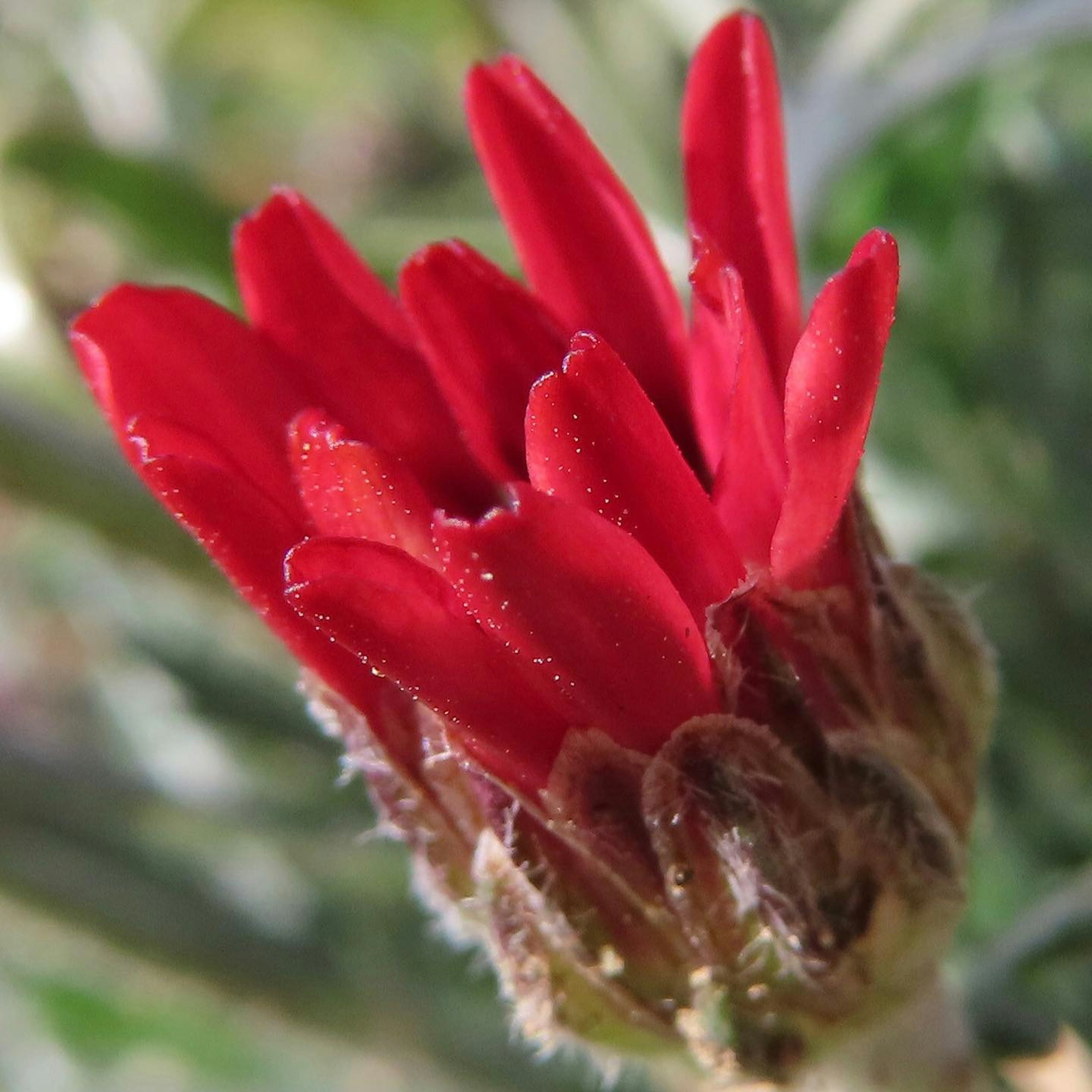 Capullo de flor con pétalos rojos llamativos