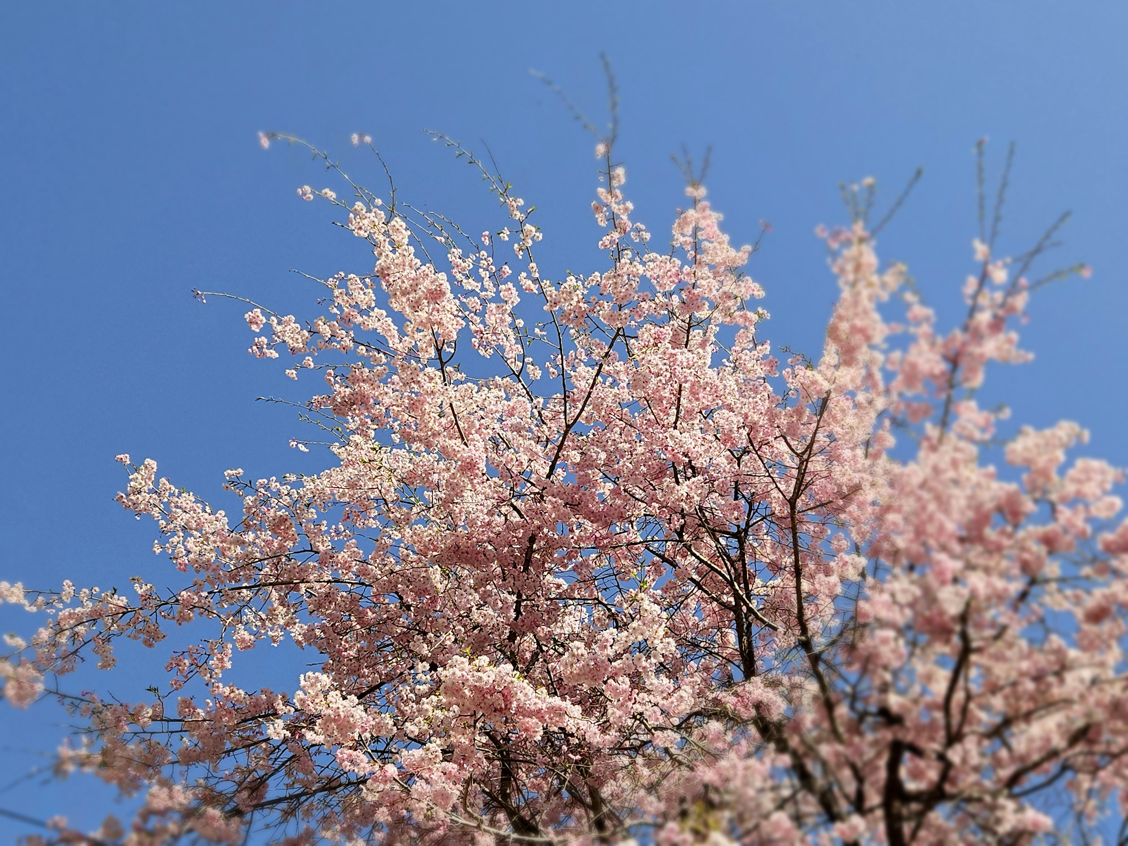 Pohon bunga sakura mekar di bawah langit biru yang cerah