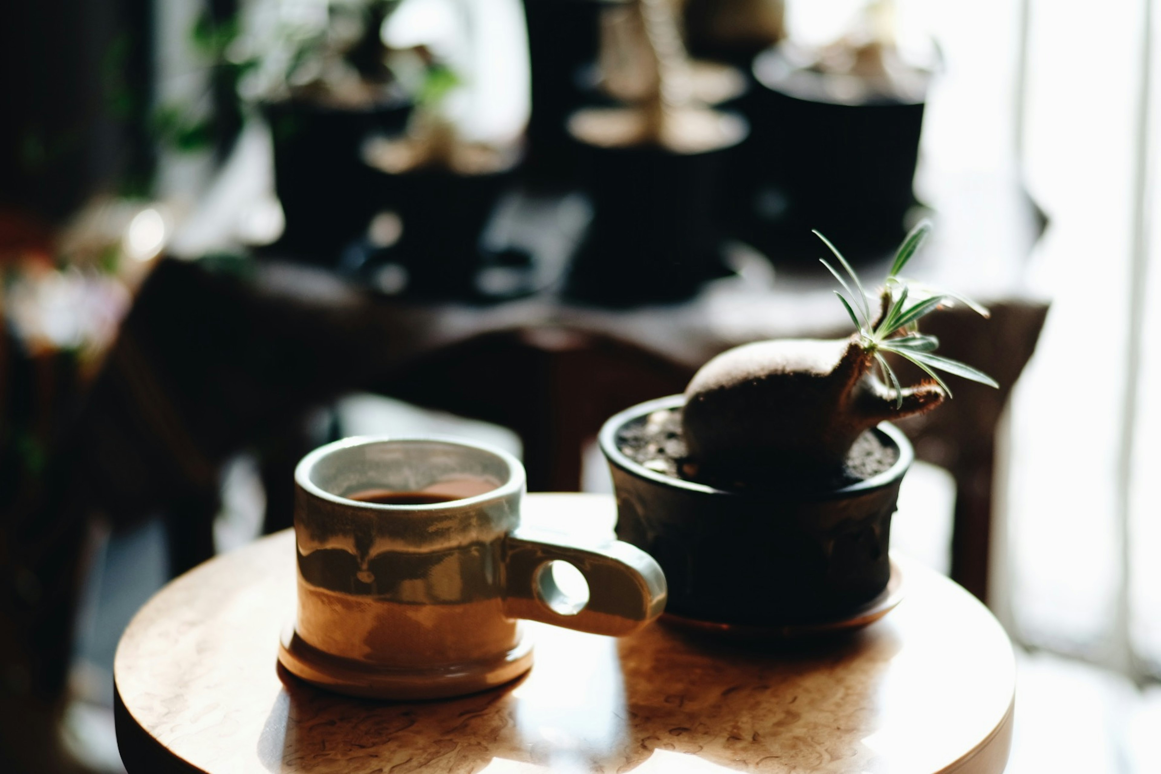 Una scena con una tazza di caffè e un vaso di pianta succulenta su un tavolo