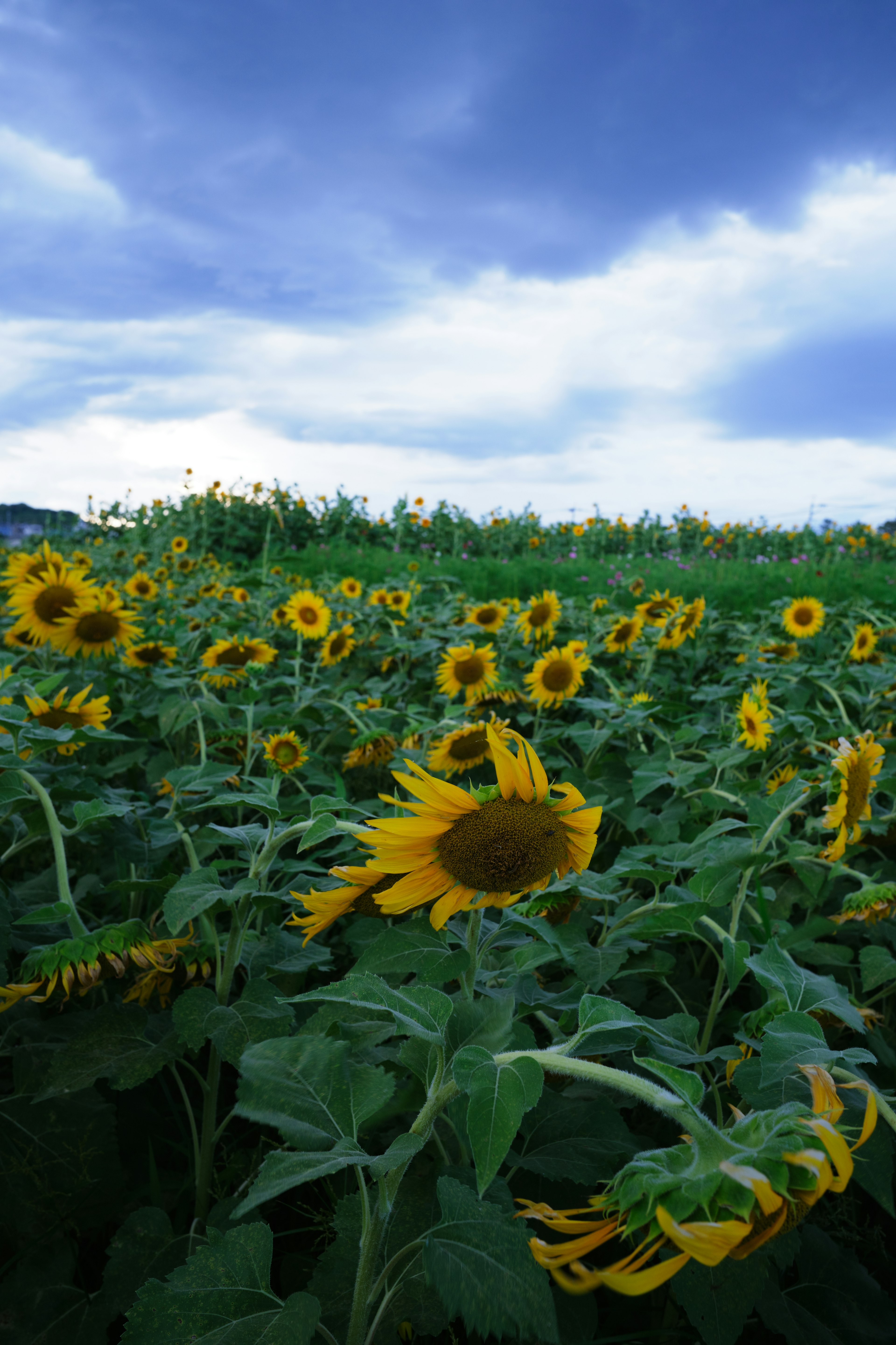 Ein schöner Sonnenblumenfeld unter einem blauen Himmel