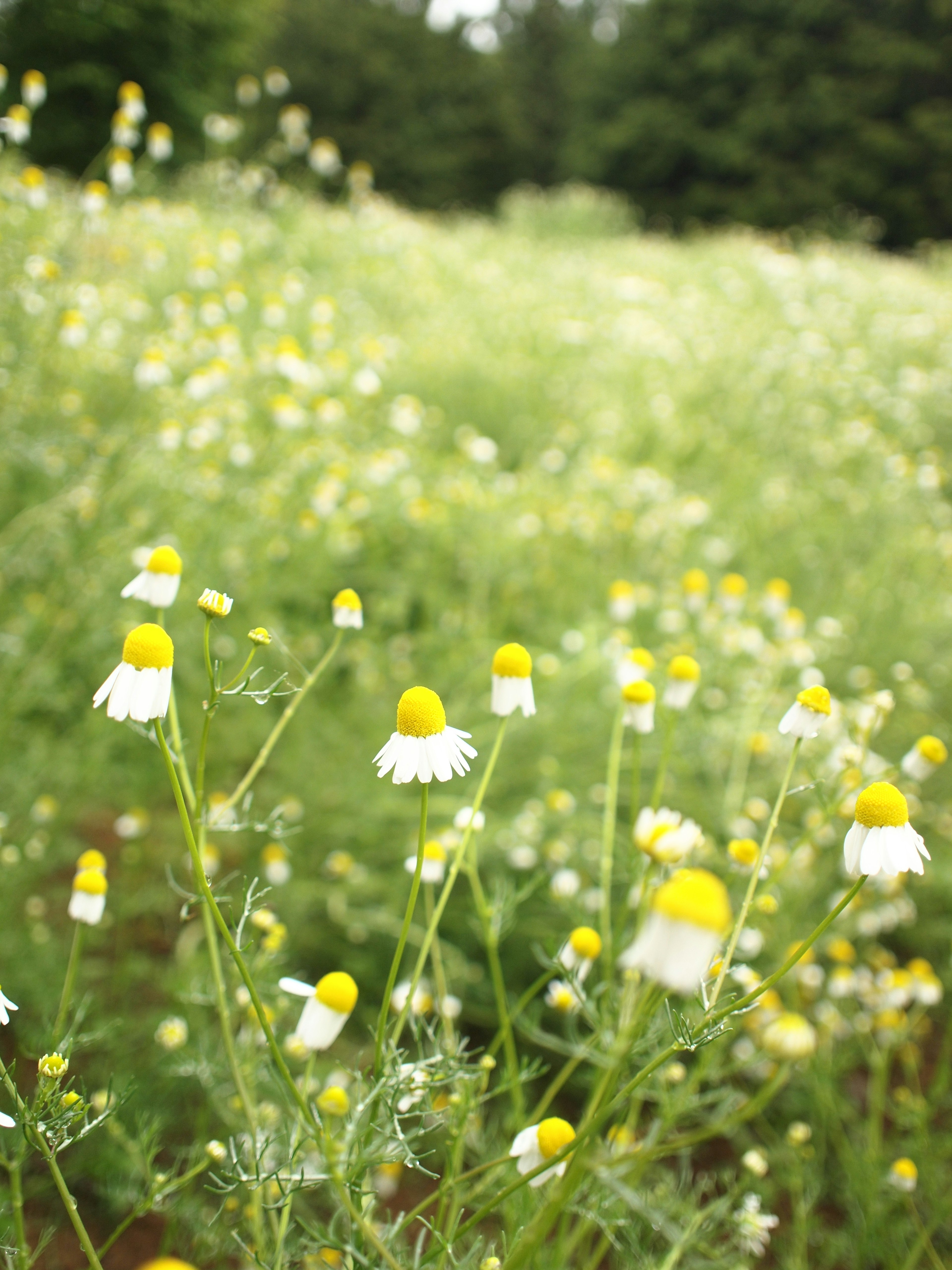 Amplio campo de flores con flores amarillas y blancas