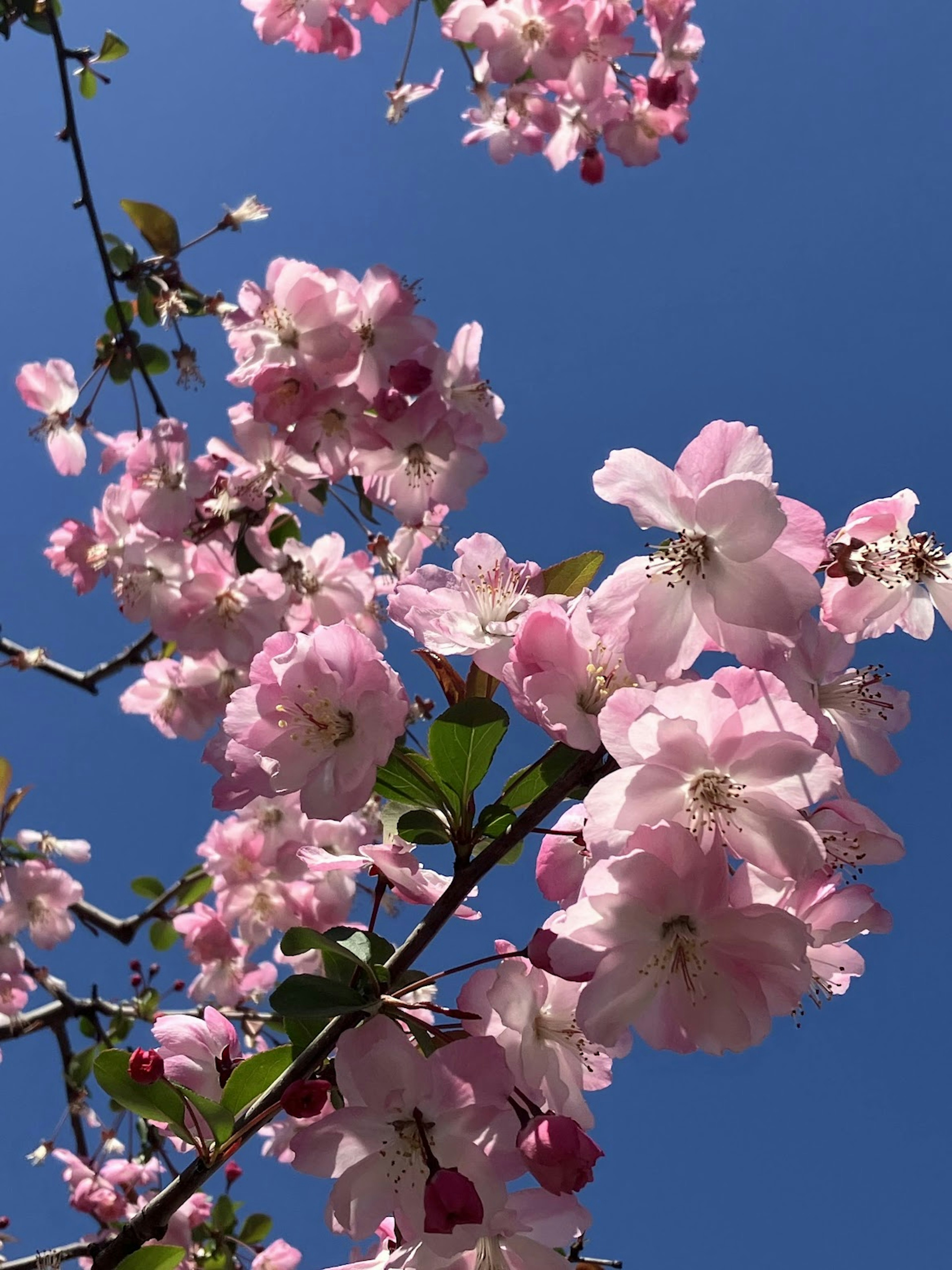 Fleurs de cerisier en pleine floraison sur fond de ciel bleu clair