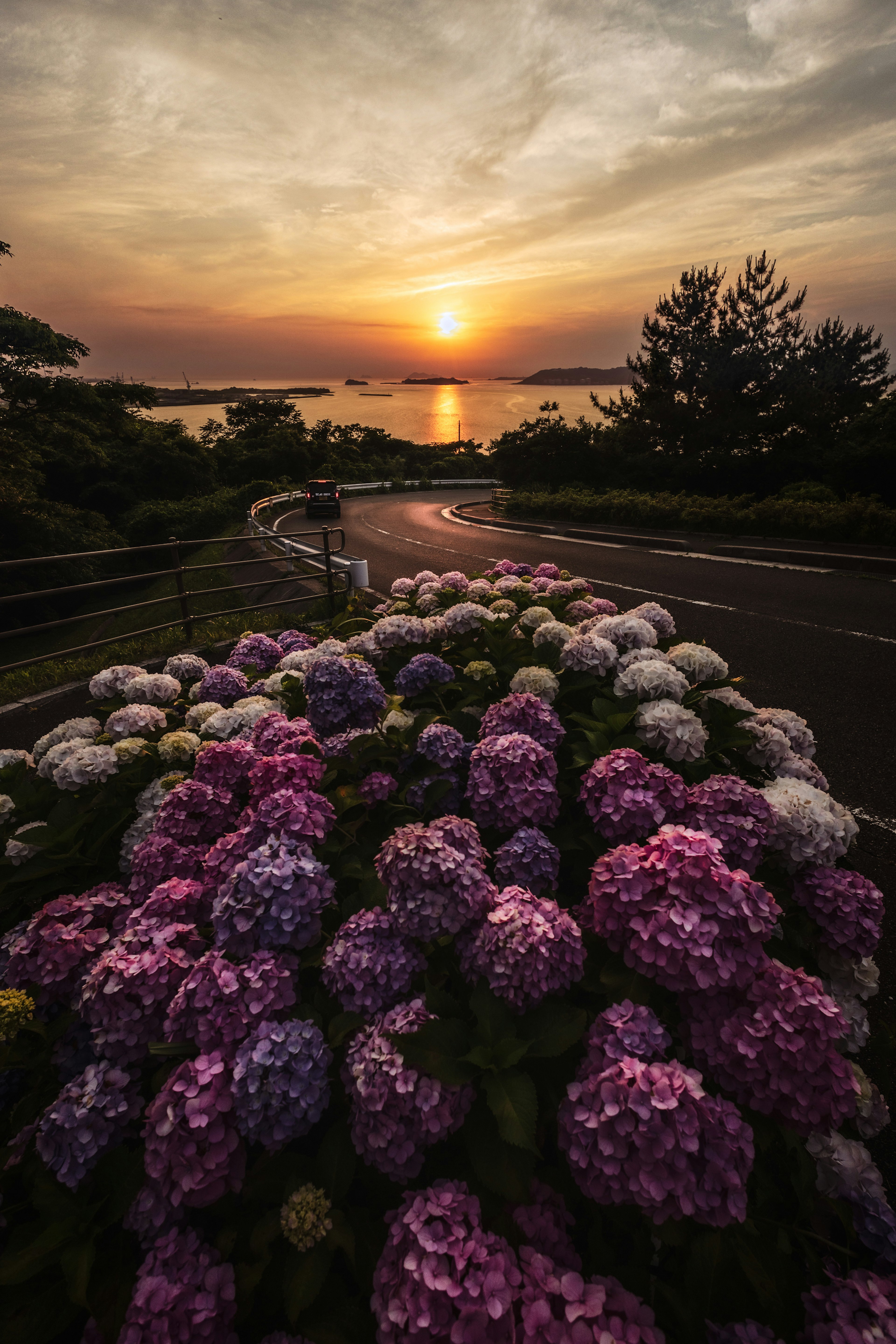 夕日を背景にした紫陽花の花が咲いている風景