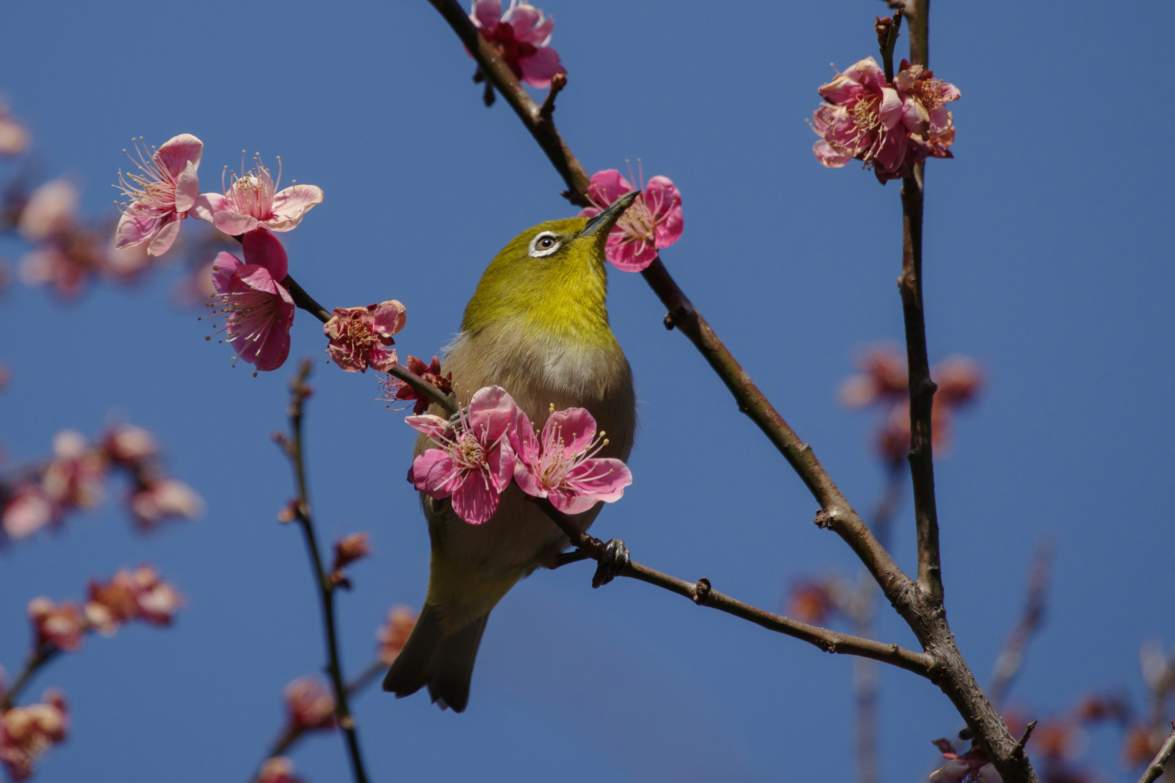 Burung bertengger di bunga sakura di bawah langit biru