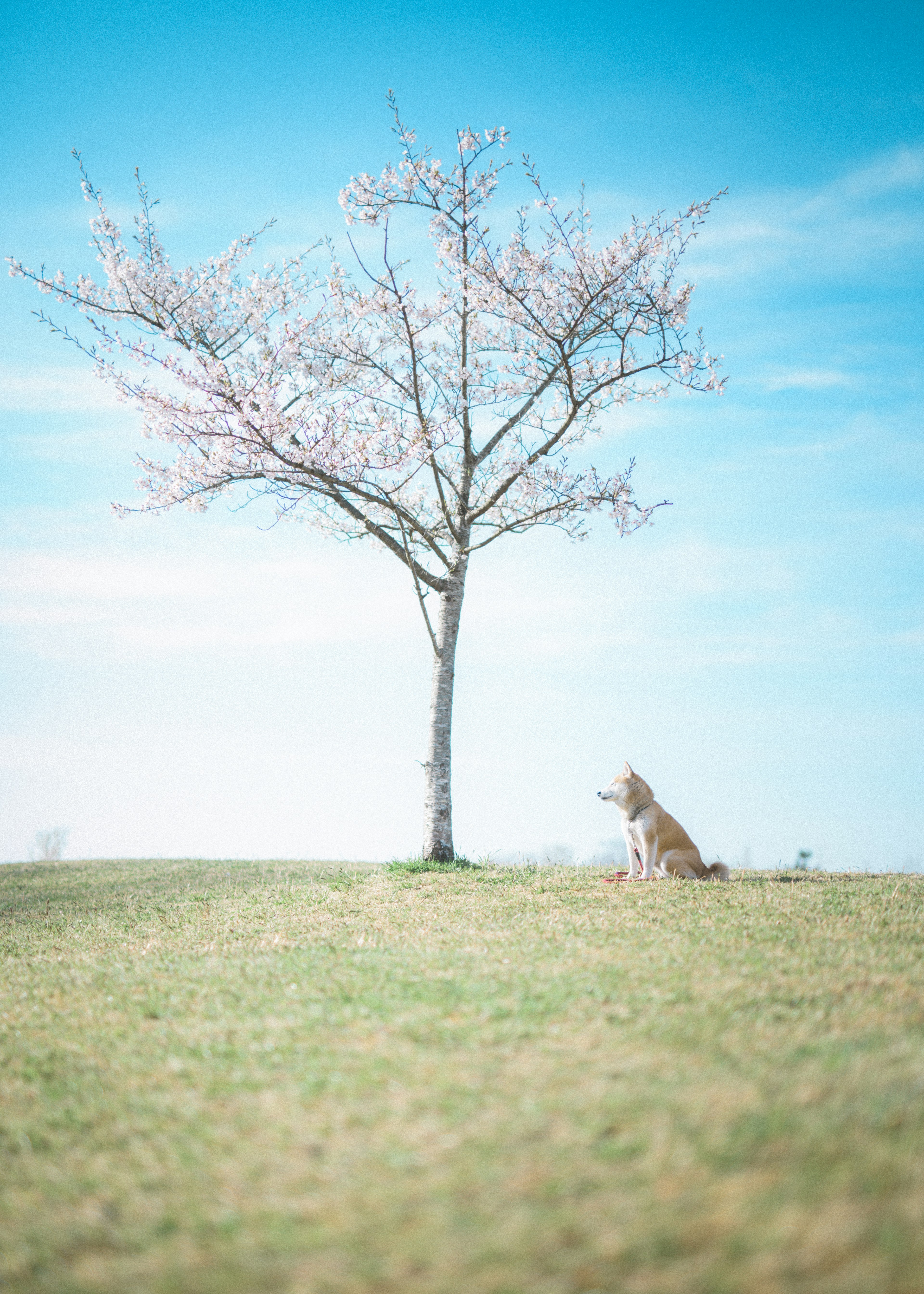 桜の木の下で座っている犬と青空の風景