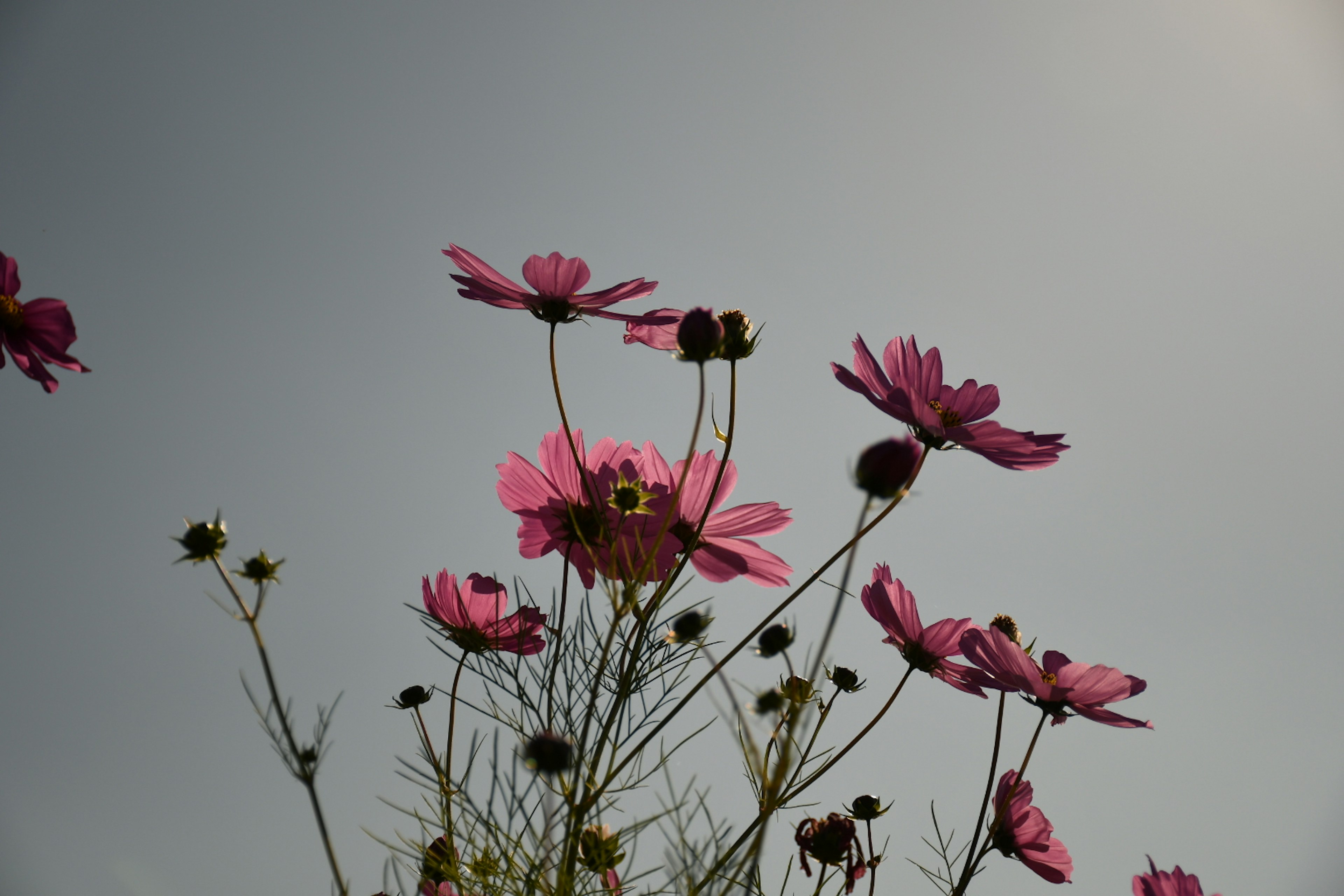 Pink cosmos flowers blooming against a blue sky