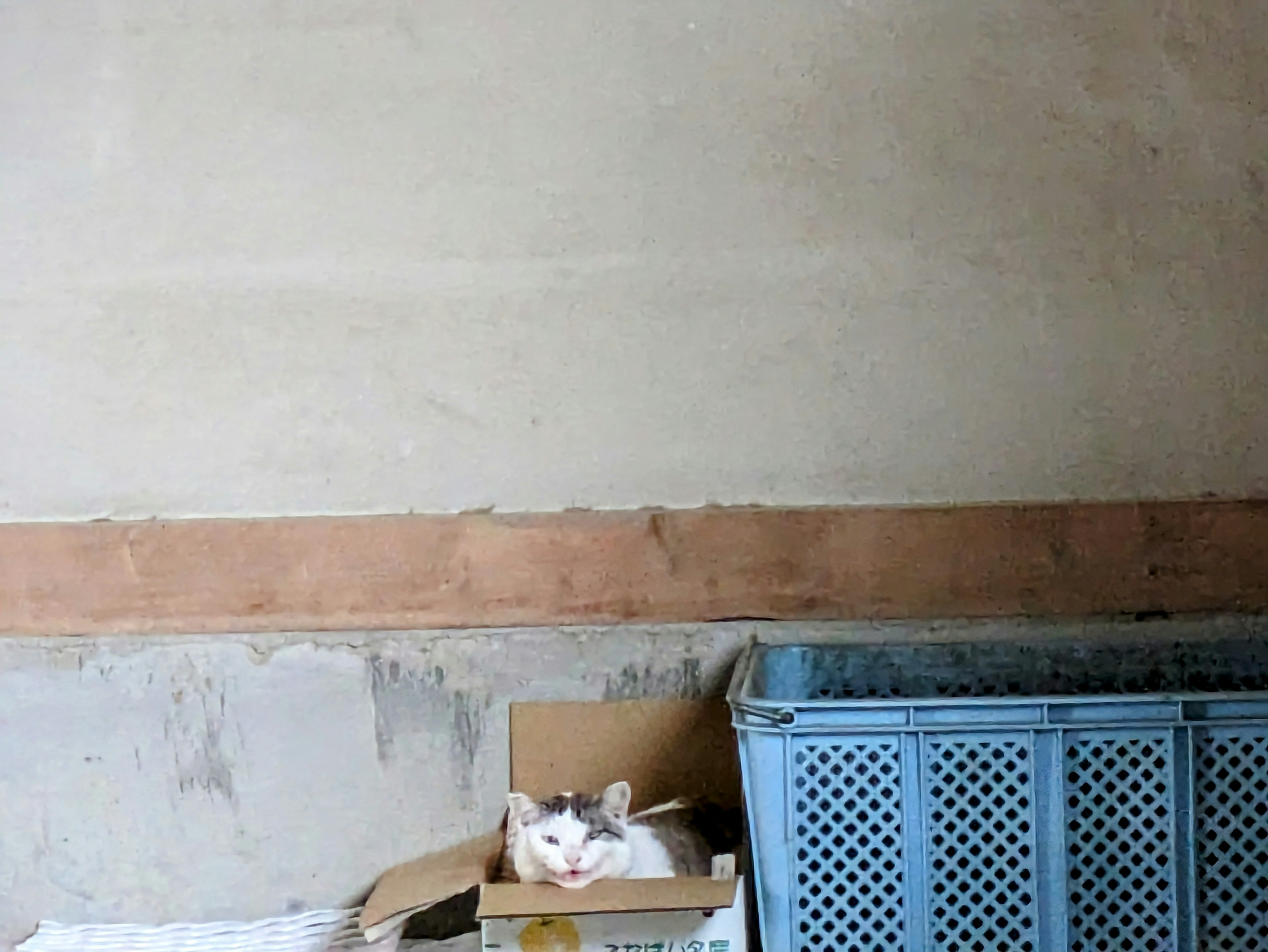 A cat resting inside a cardboard box in a simple room setting