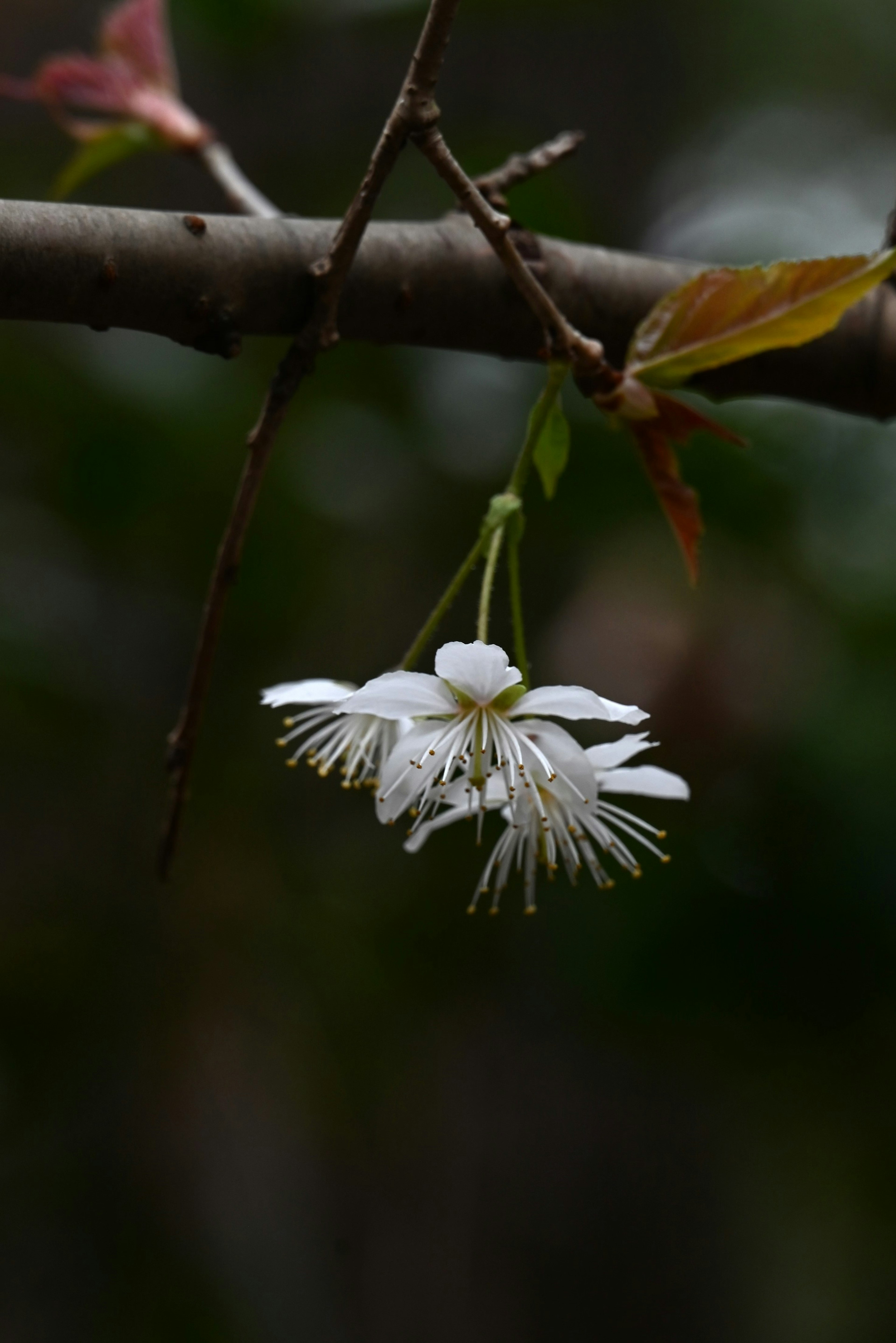 白い花が枝から垂れ下がっている緑の背景