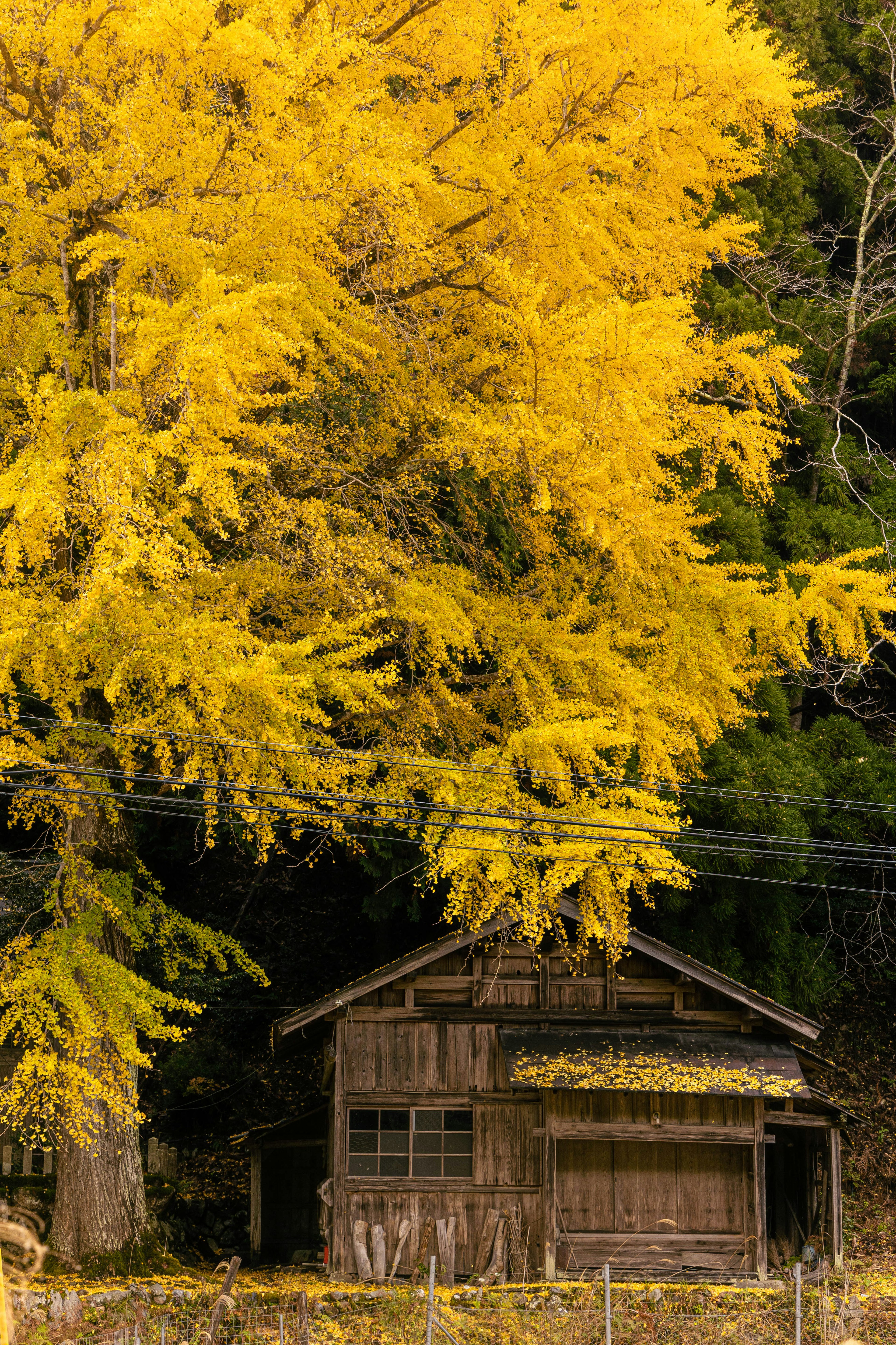 Vibrant yellow ginkgo tree and an old wooden house in an autumn landscape