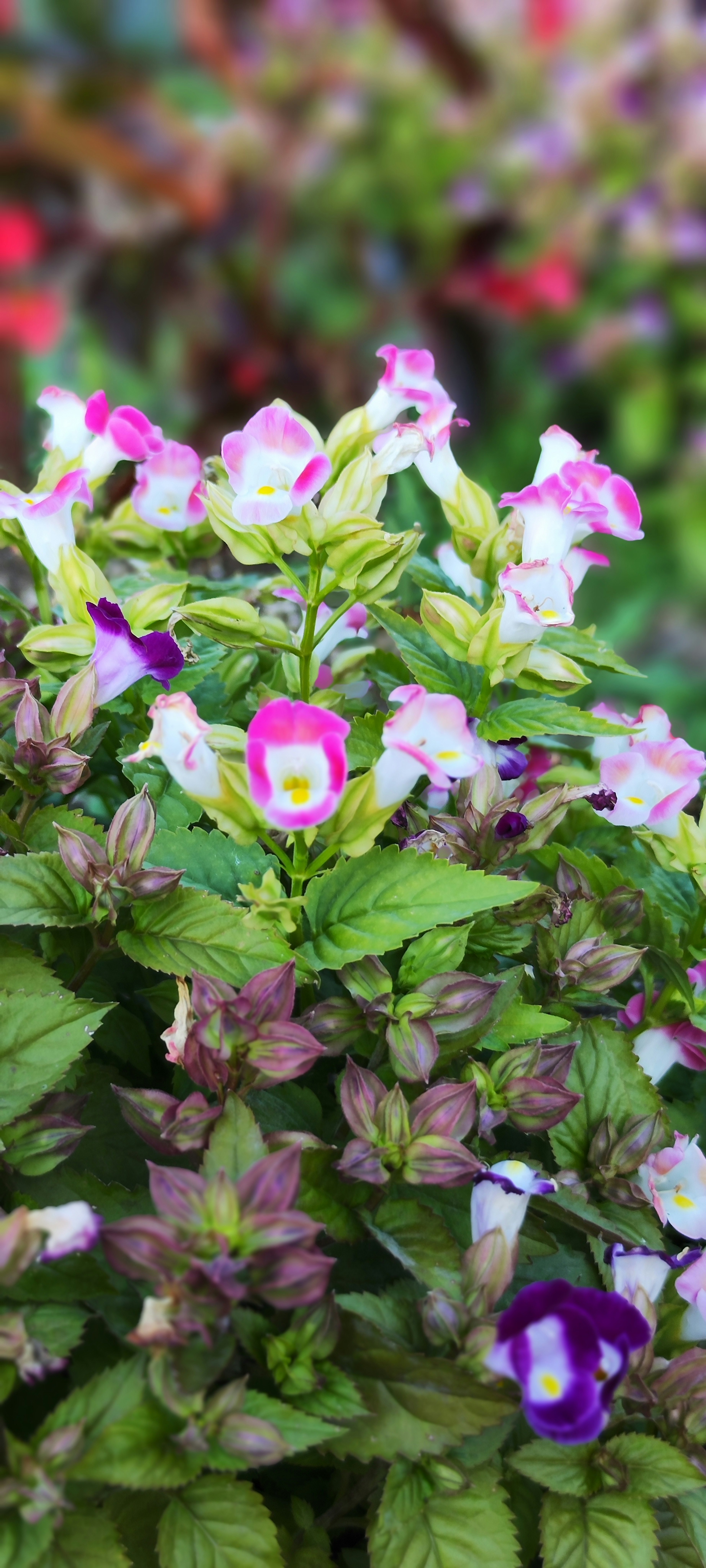 Primer plano de una planta con flores de colores rosa y púrpura rodeadas de hojas verdes