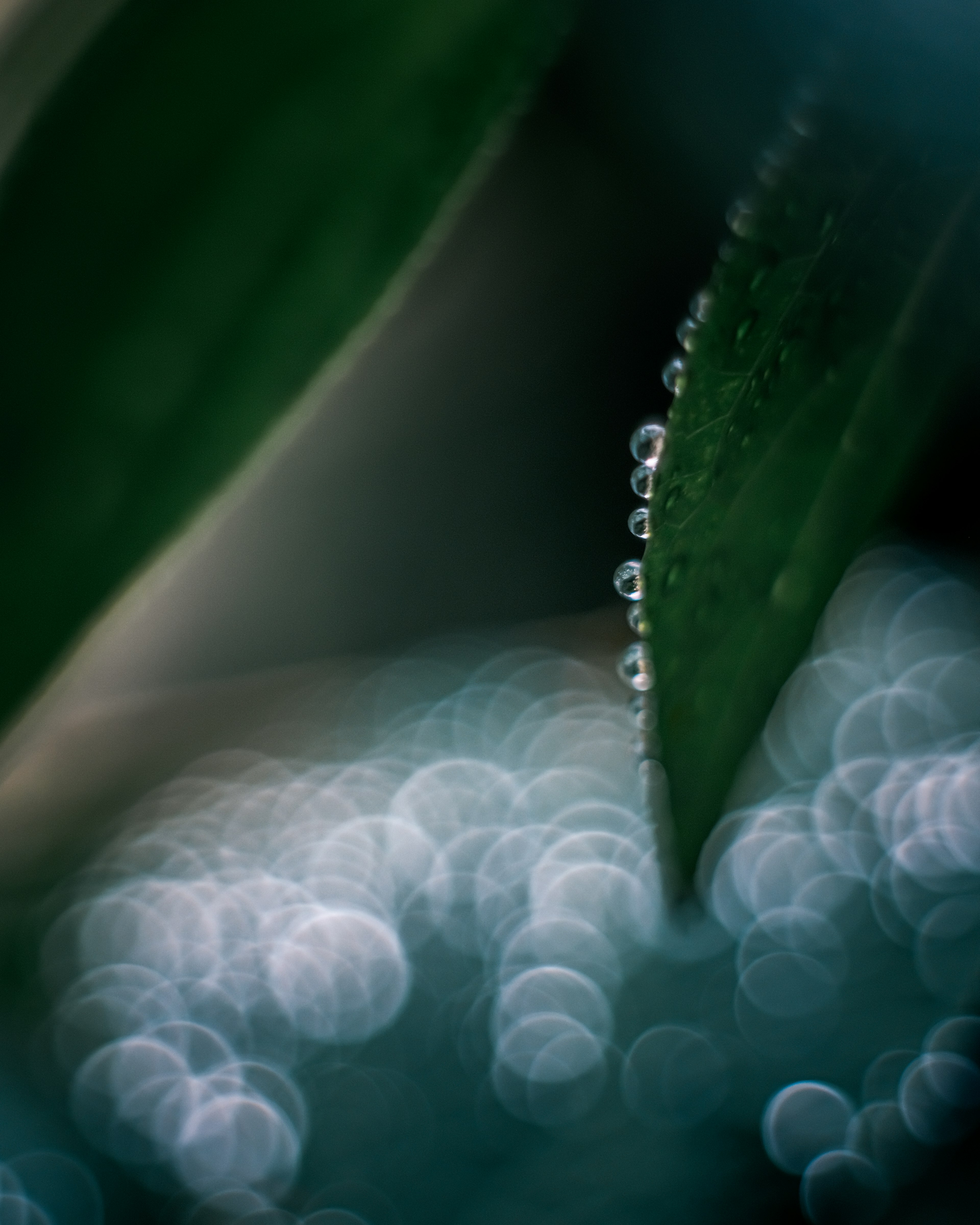 Image of a green leaf with water droplets against a blurred background