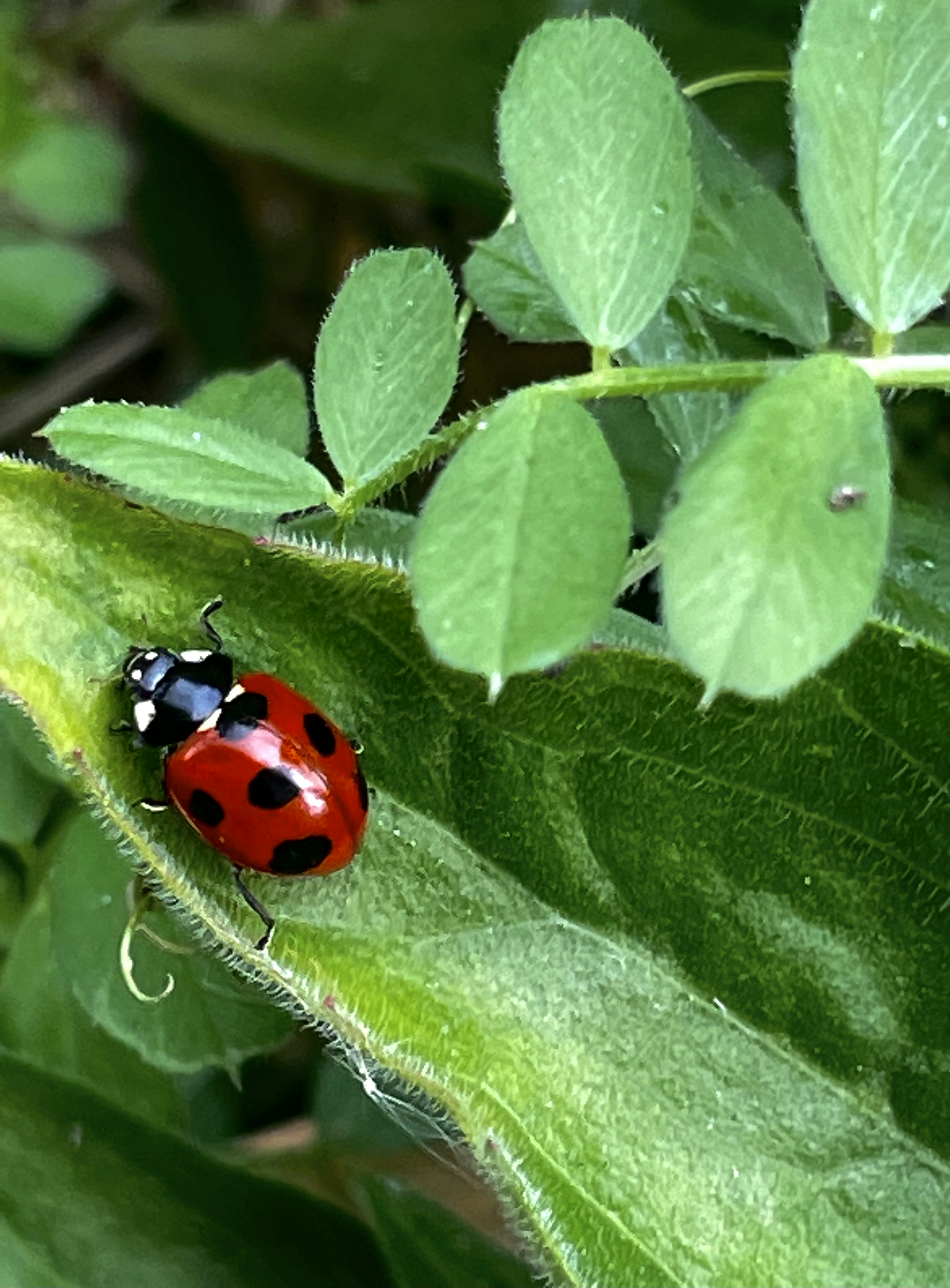 Primo piano di una coccinella rossa su foglie verdi