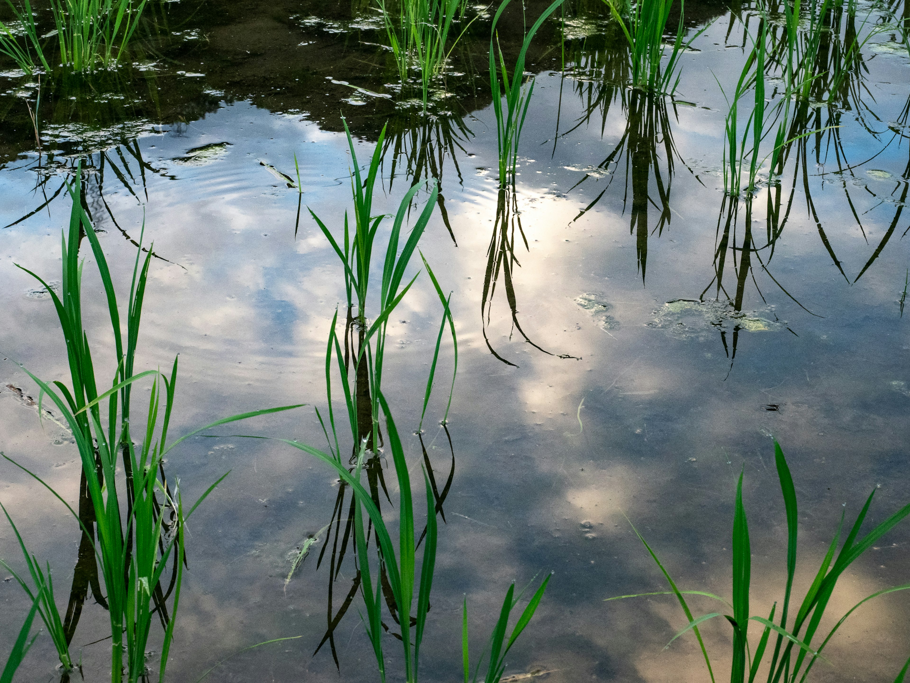 Reflejo del cielo azul y las plantas de arroz verdes en un arrozal