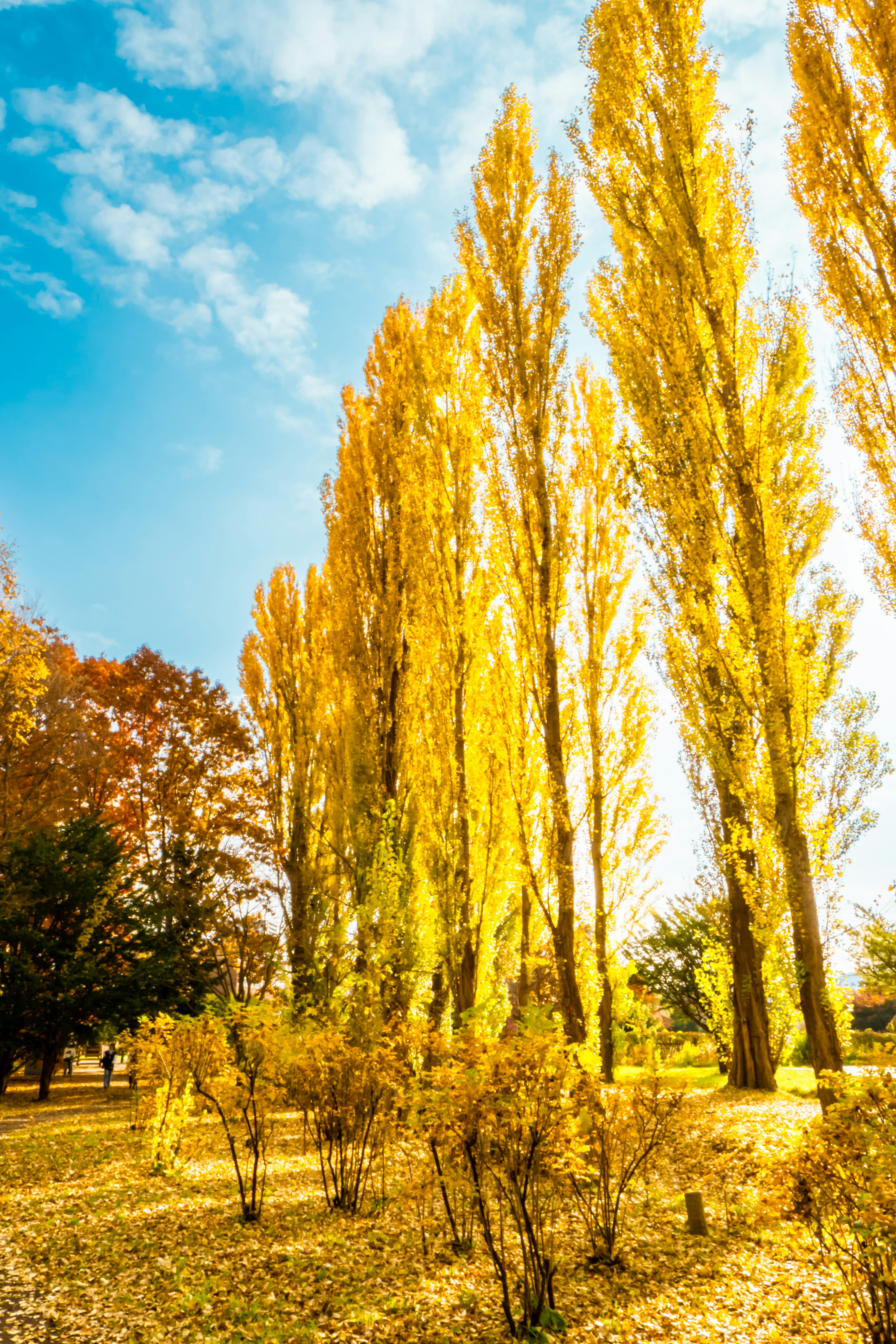 Tall yellow poplar trees against a clear blue sky