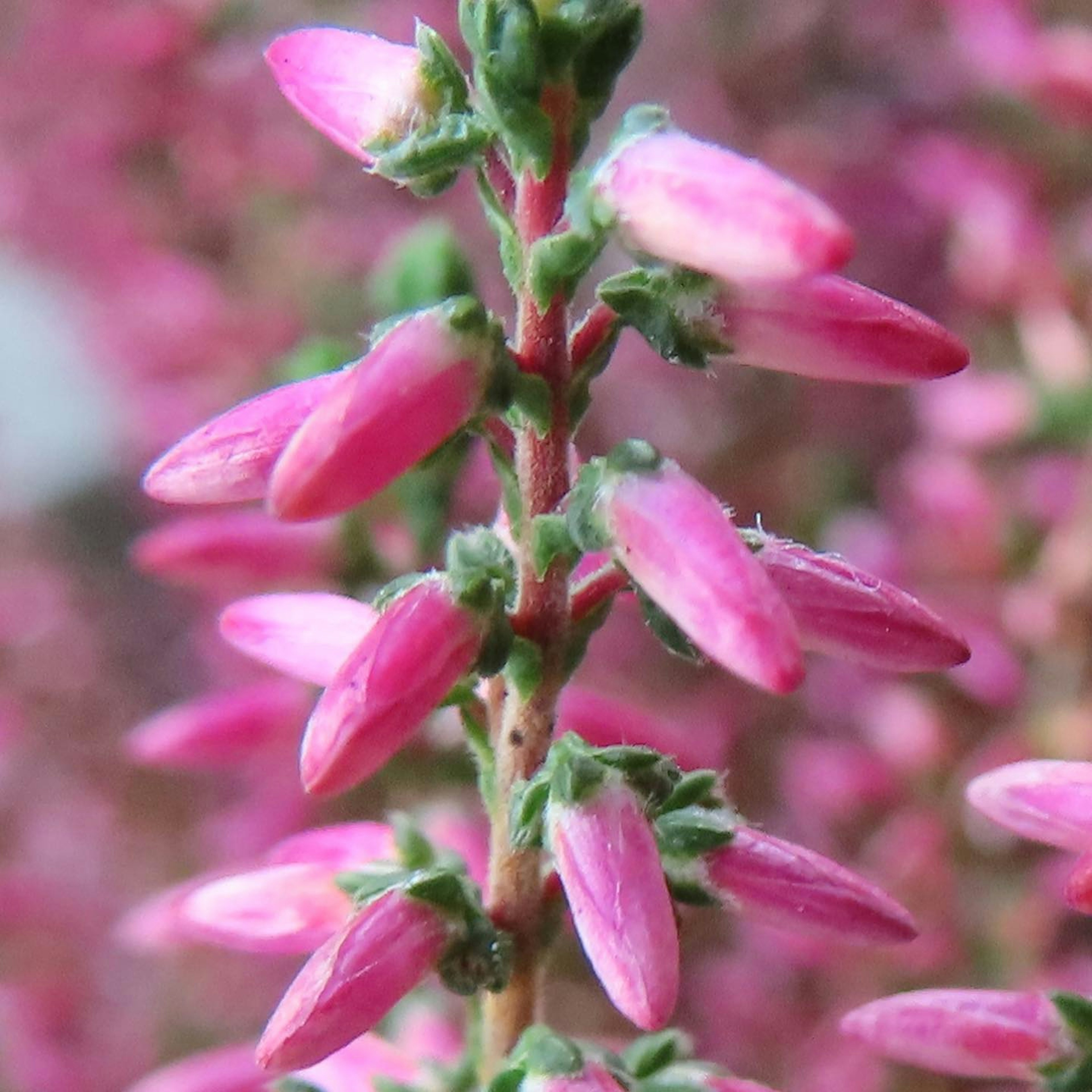 Acercamiento de una planta con pétalos rosas vibrantes