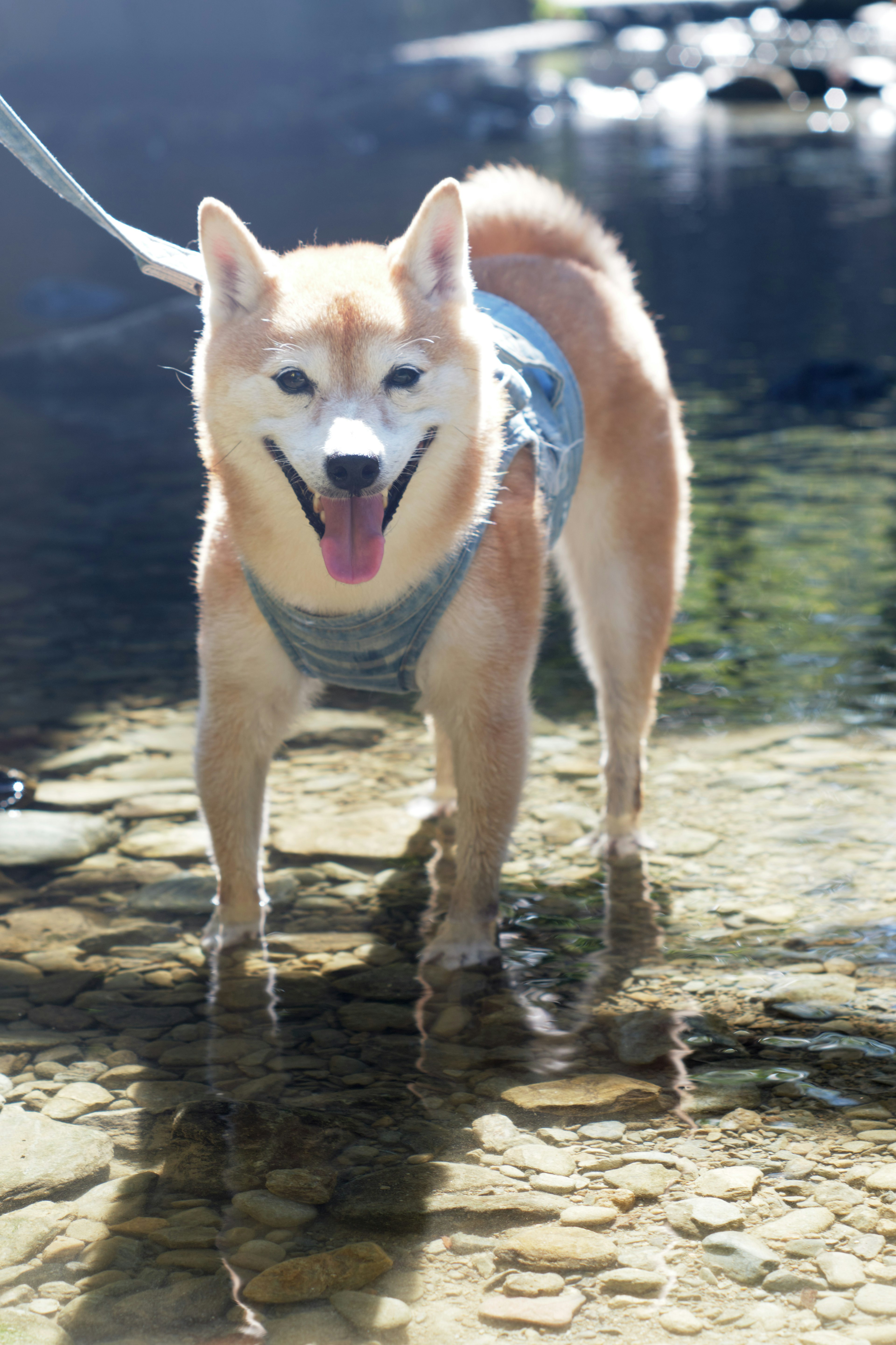 Shiba Inu bahagia berdiri di air dangkal