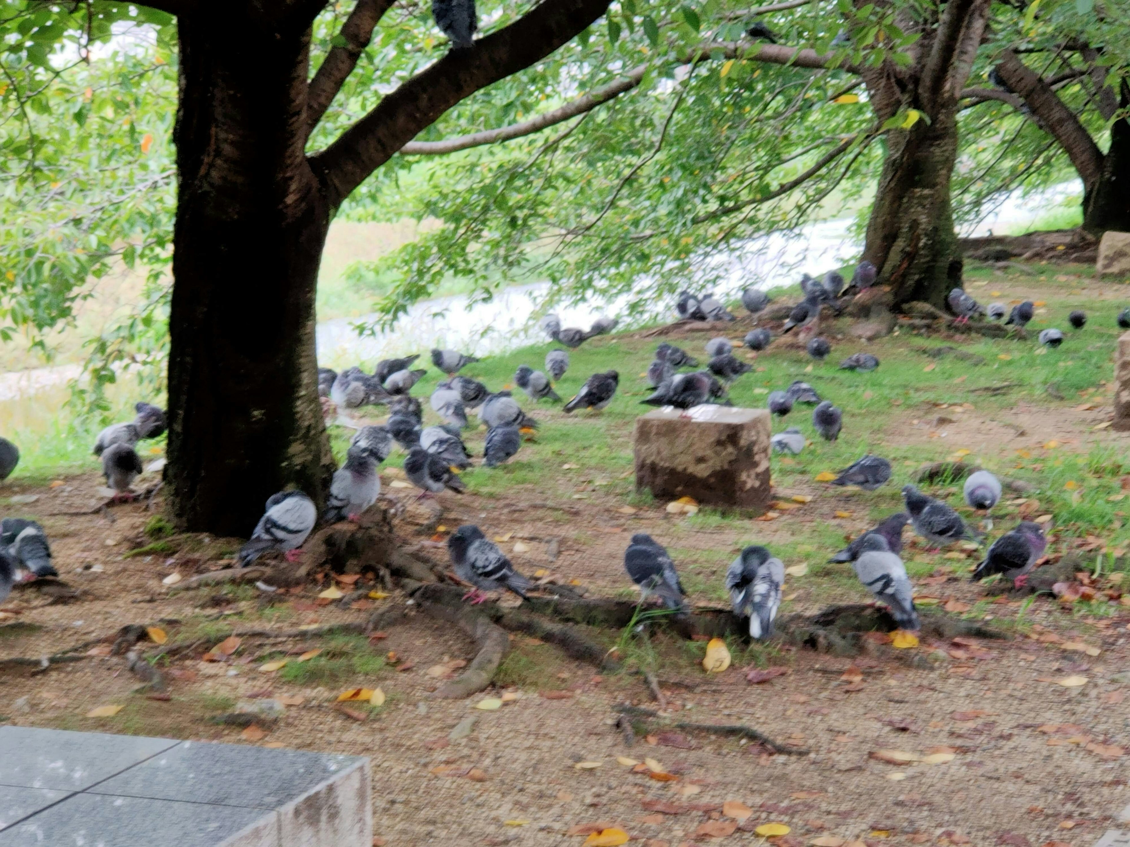 A flock of pigeons gathered under a tree in a park