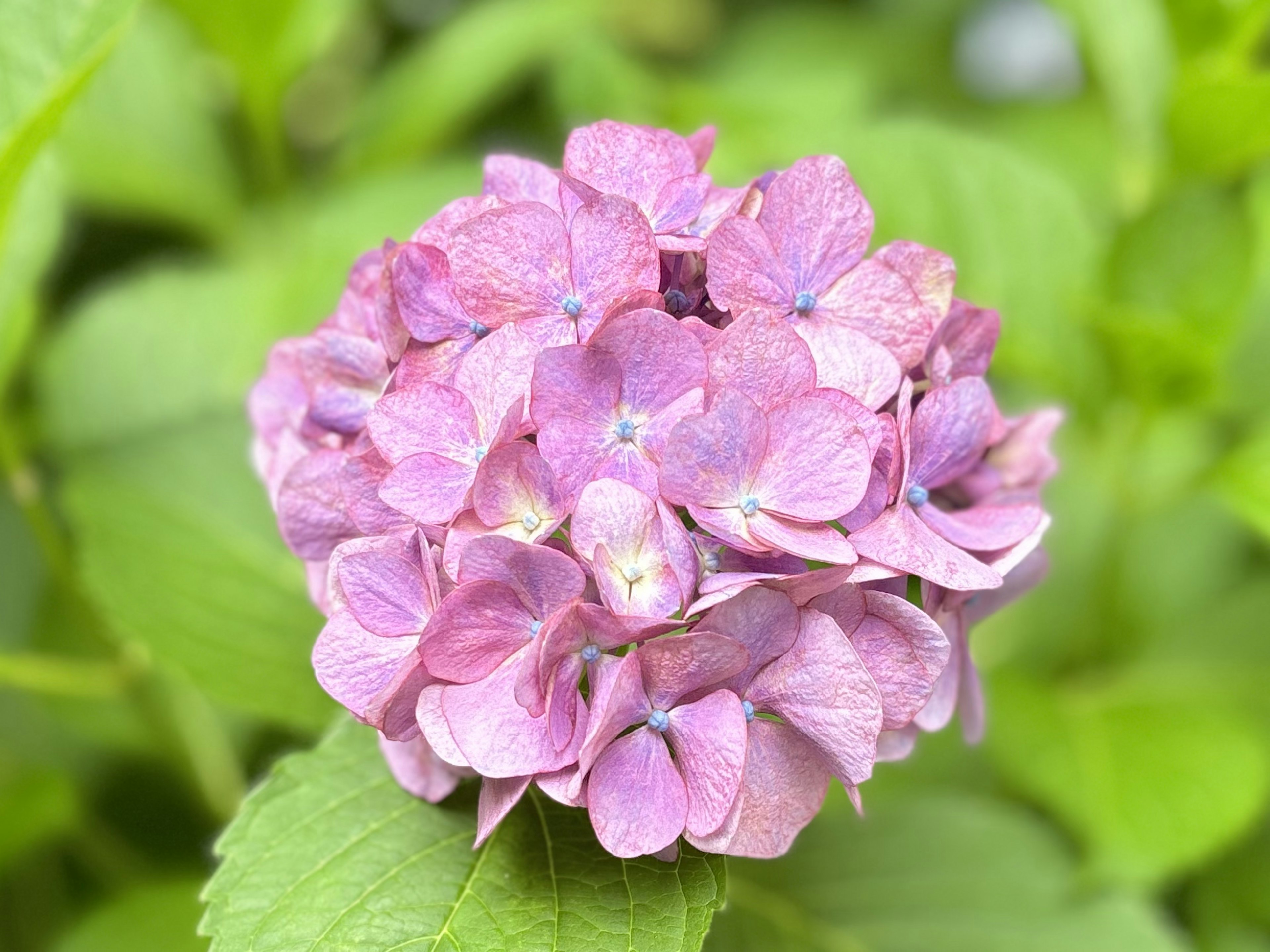 淡いピンク色のアジサイの花が緑の葉に囲まれている