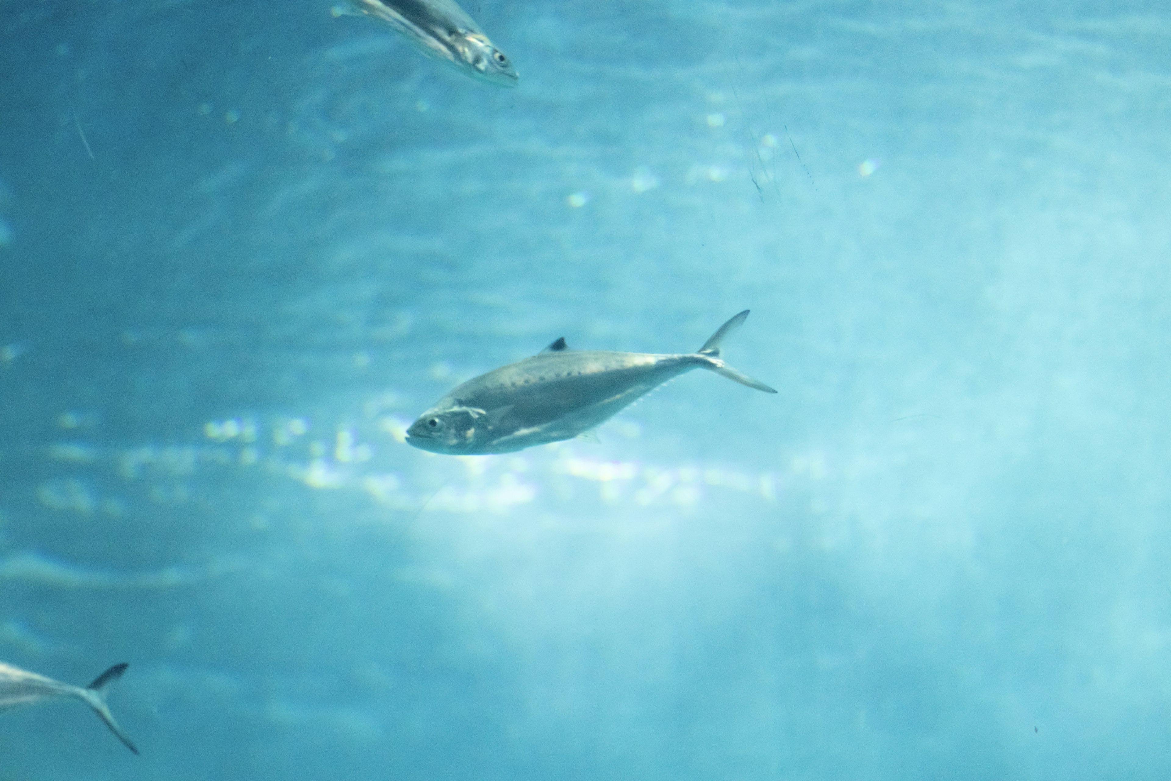 Scuola di pesci che nuotano in acqua blu con riflessi di luce